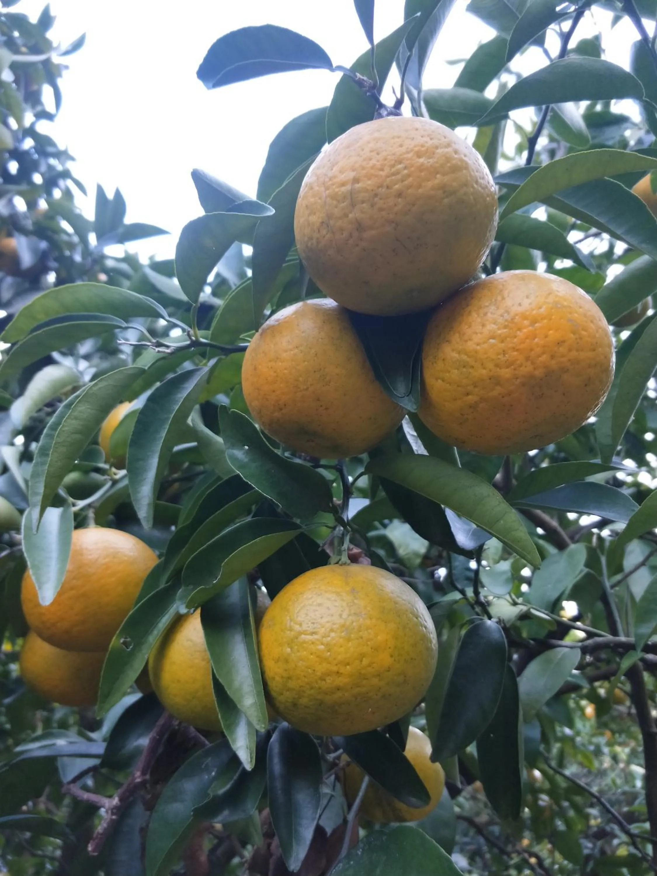 Izu Hokkawa Seaside Guesthouse 伊豆北川の家