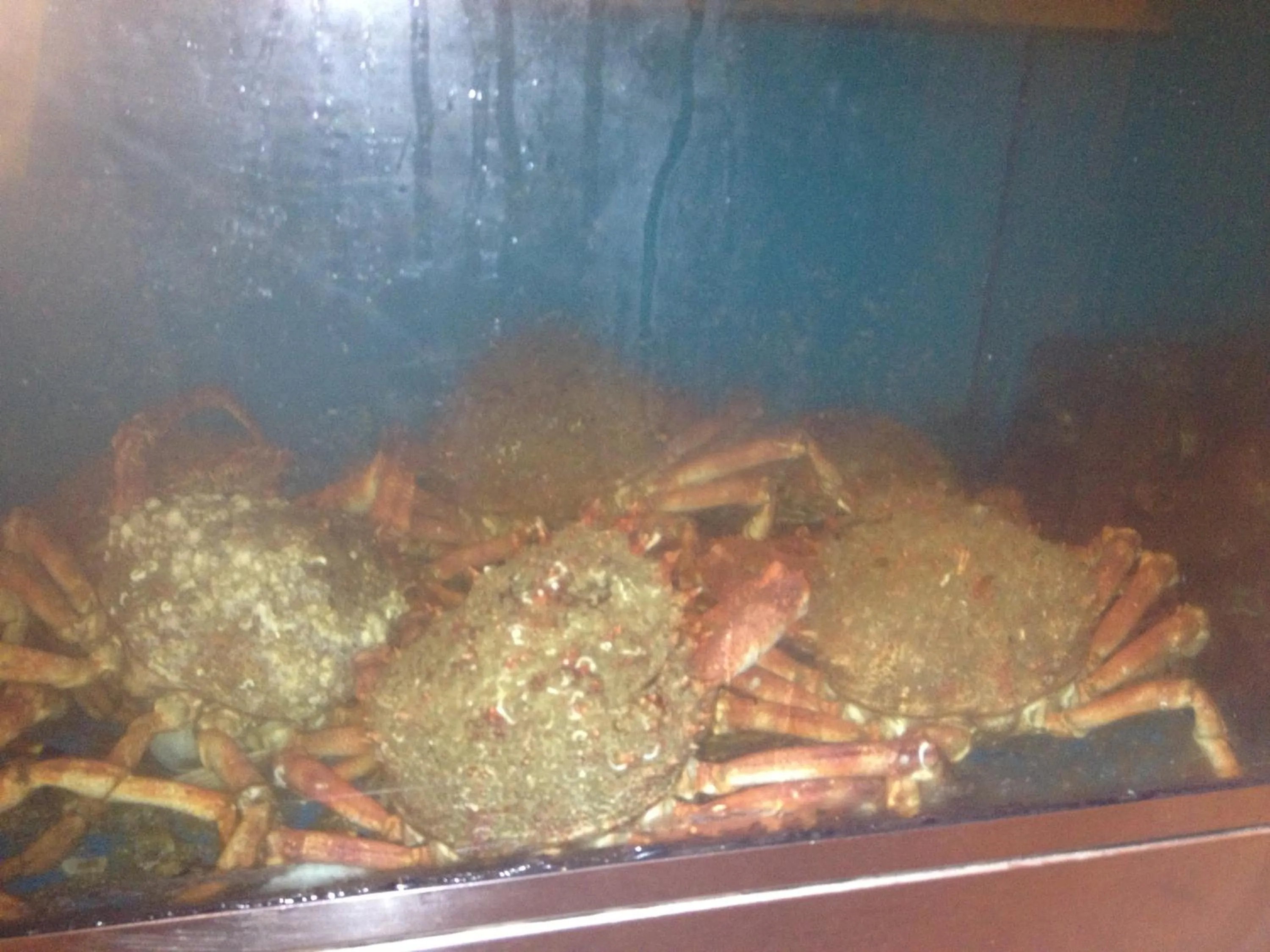 Animals in Hosteria San Emeterio