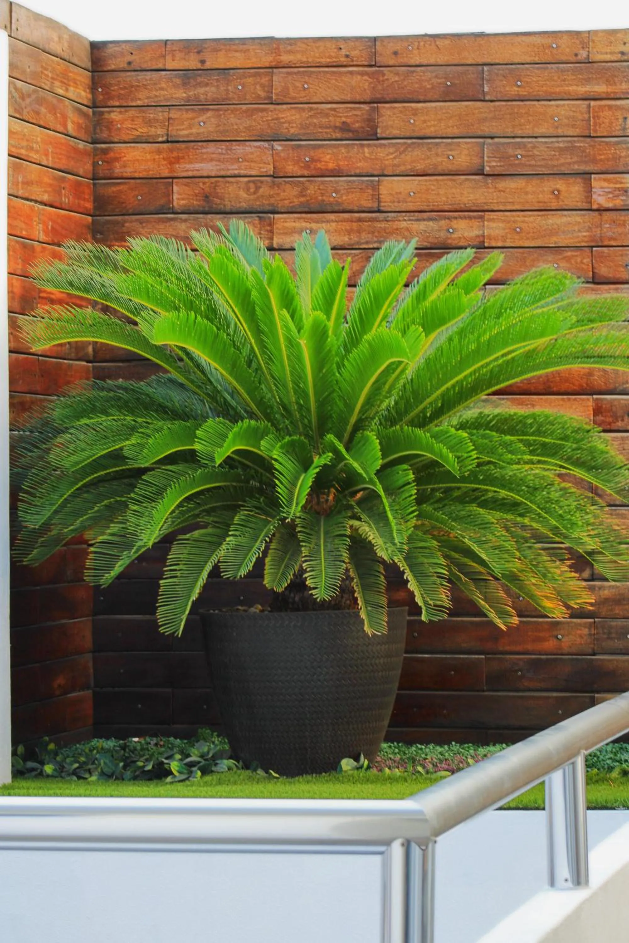 Garden in Hotel Star