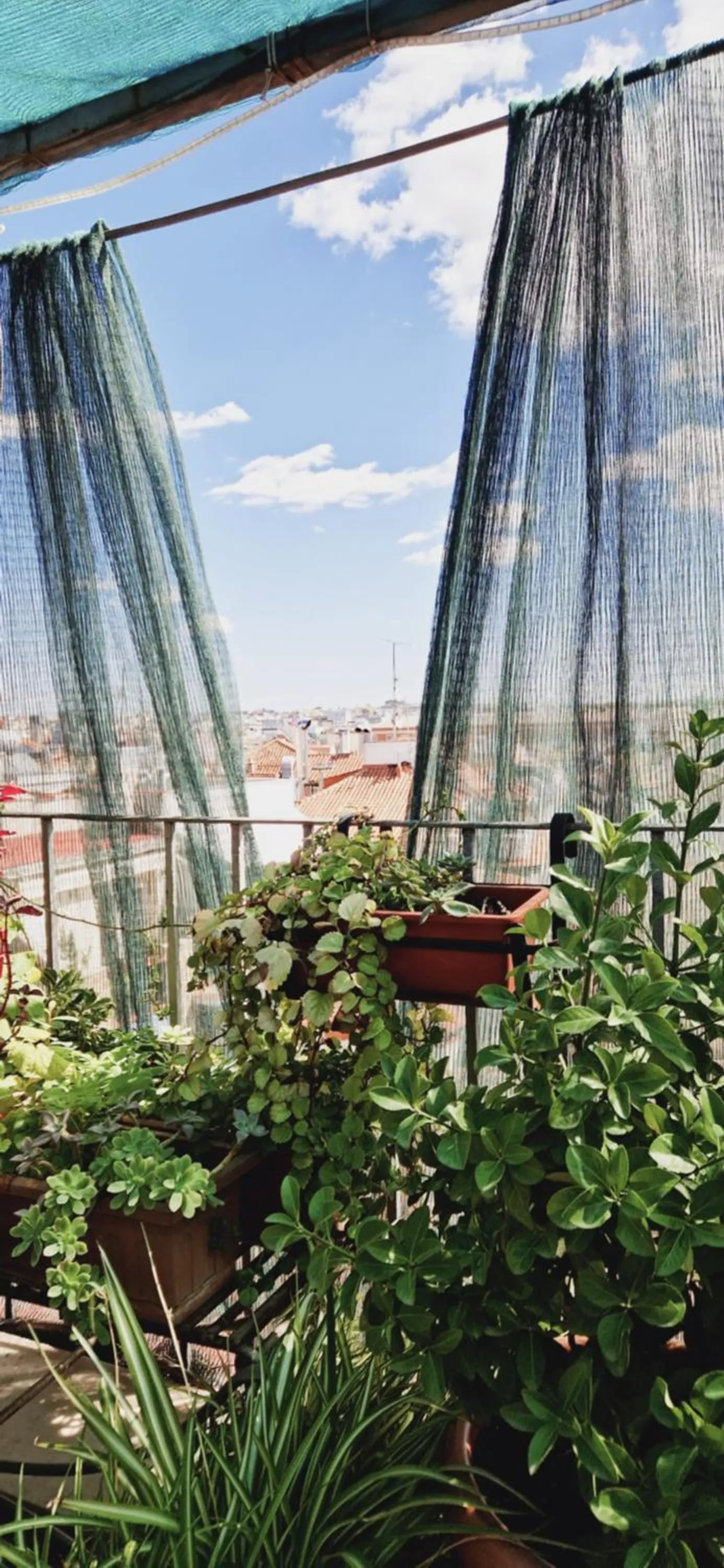 Garden in Casa de Huespedes Dolce Vita