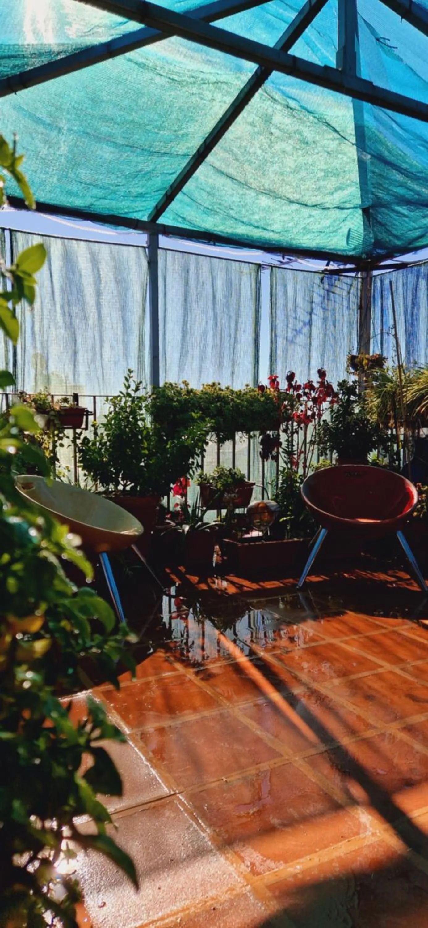 Garden in Casa de Huespedes Dolce Vita