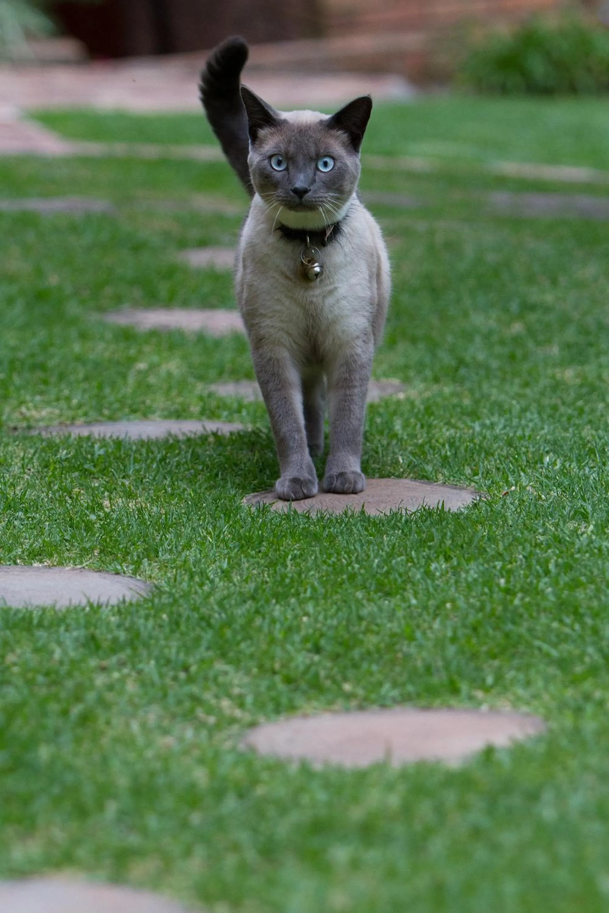 Pets in Jenny's Guest House