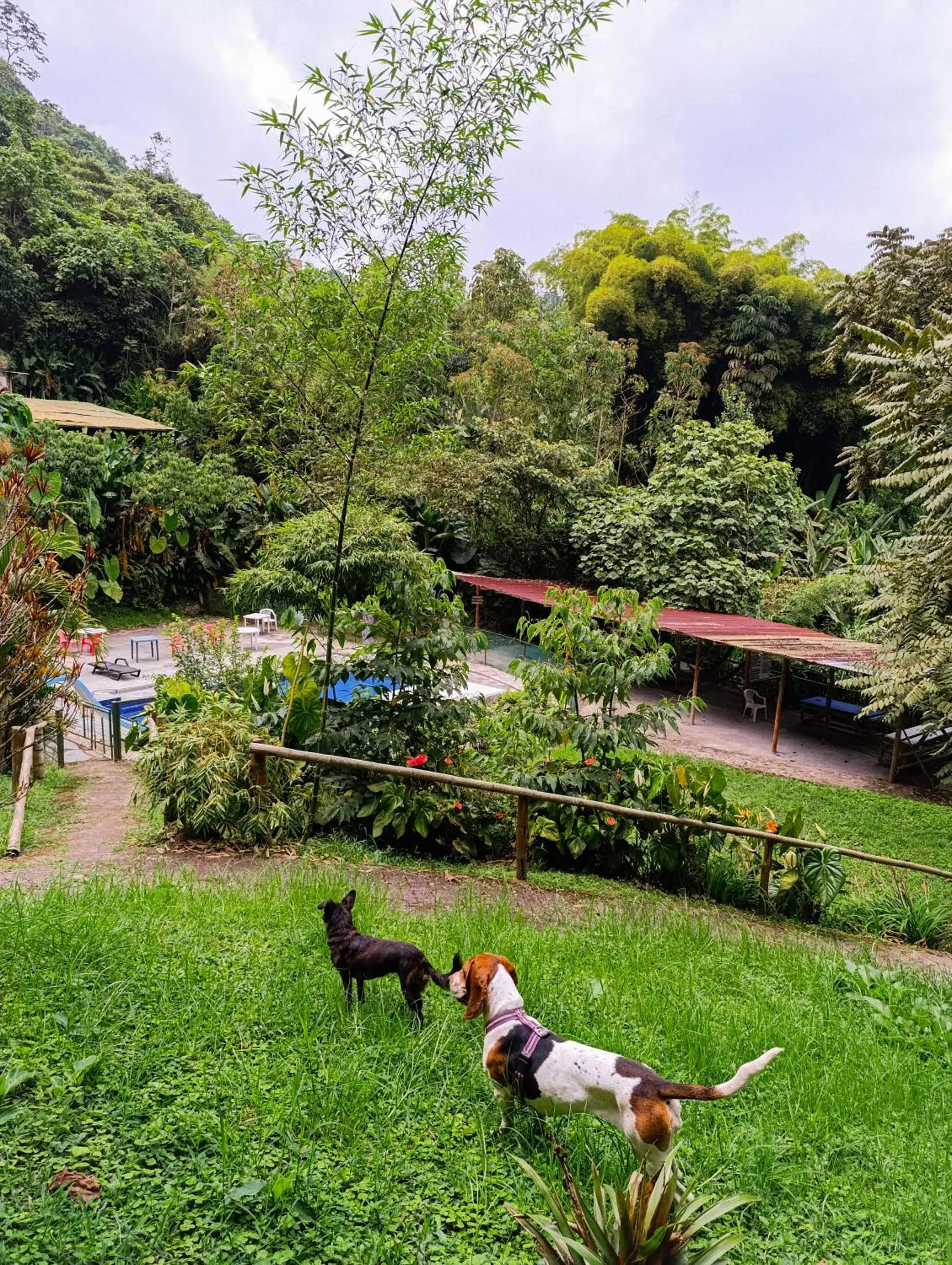 Garden in Eco Lodge La Juanita