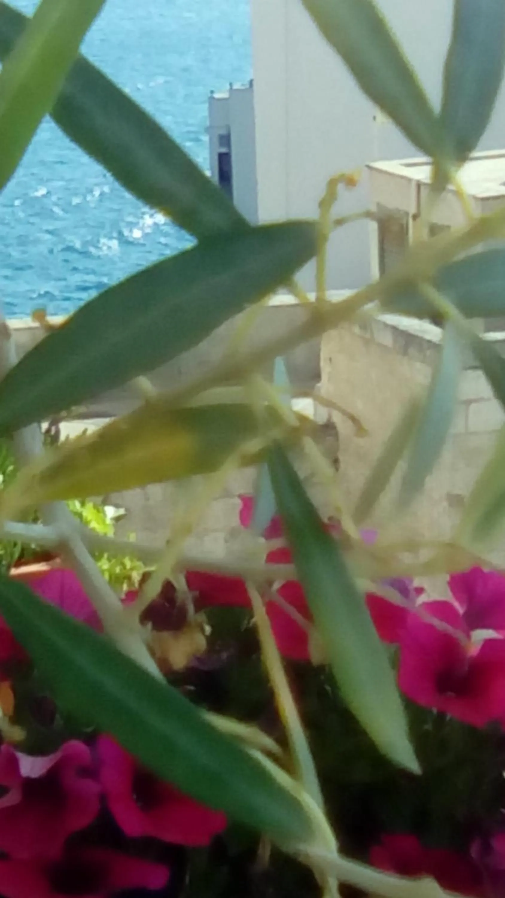 Sea view in Tra le Mura