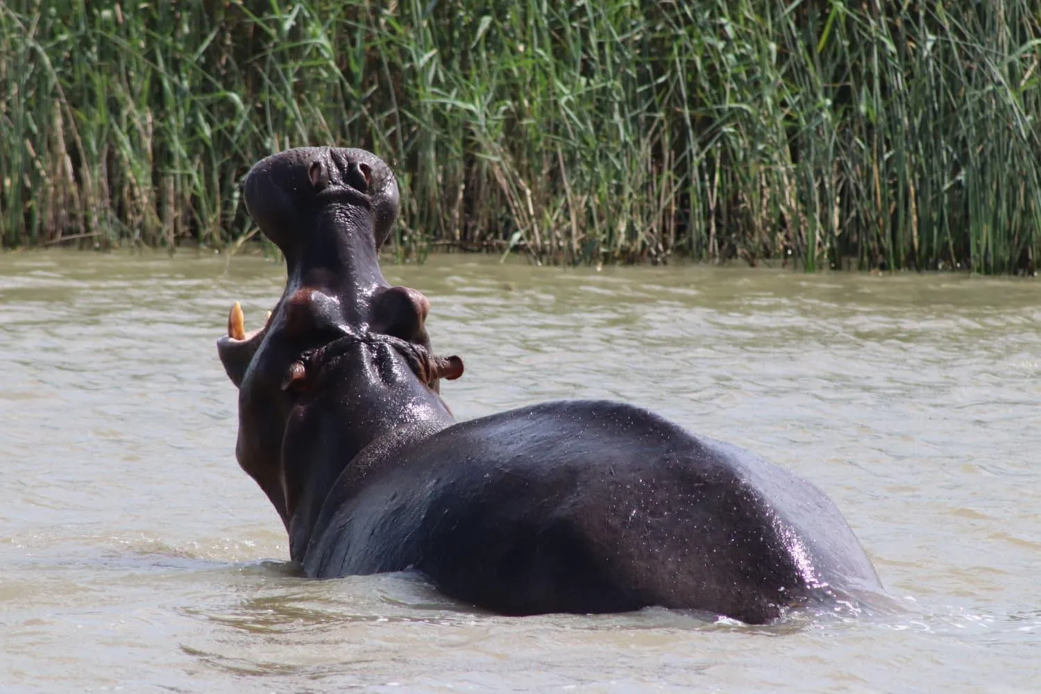 Animals in Afrikhaya Guest House