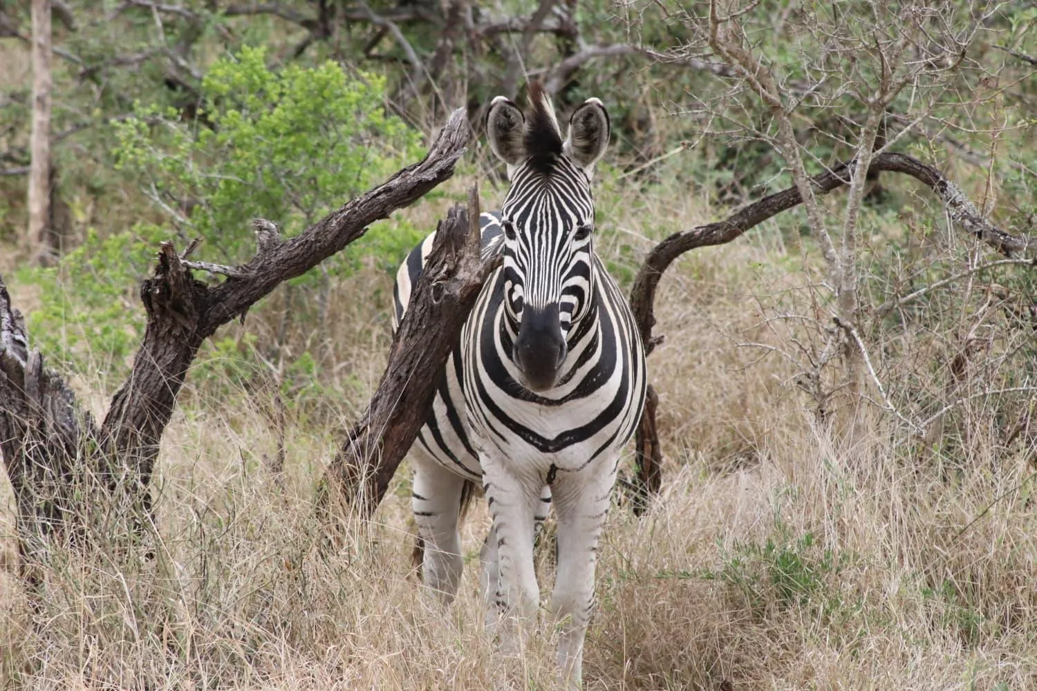Animals in Afrikhaya Guest House