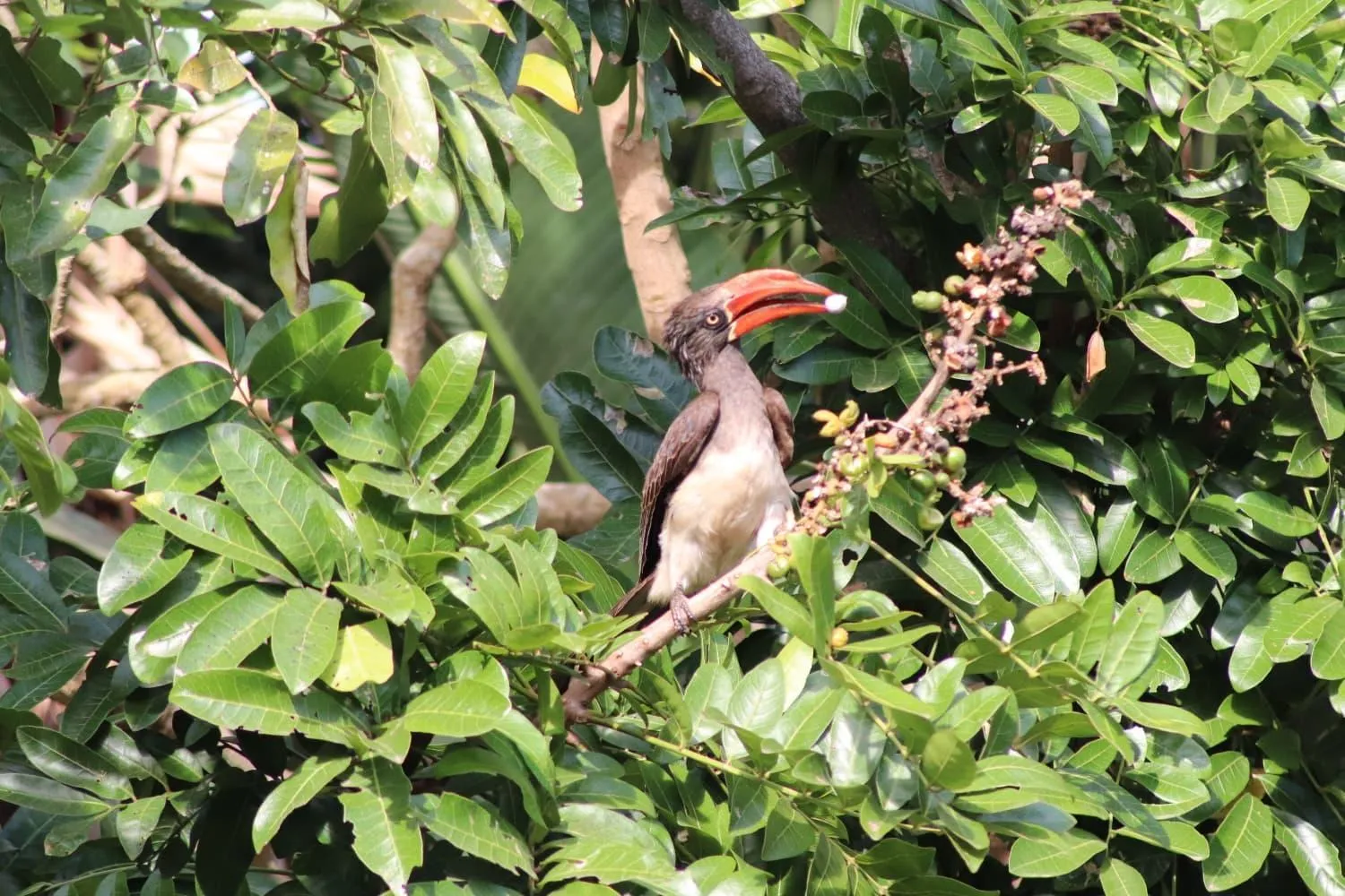 Animals in Afrikhaya Guest House