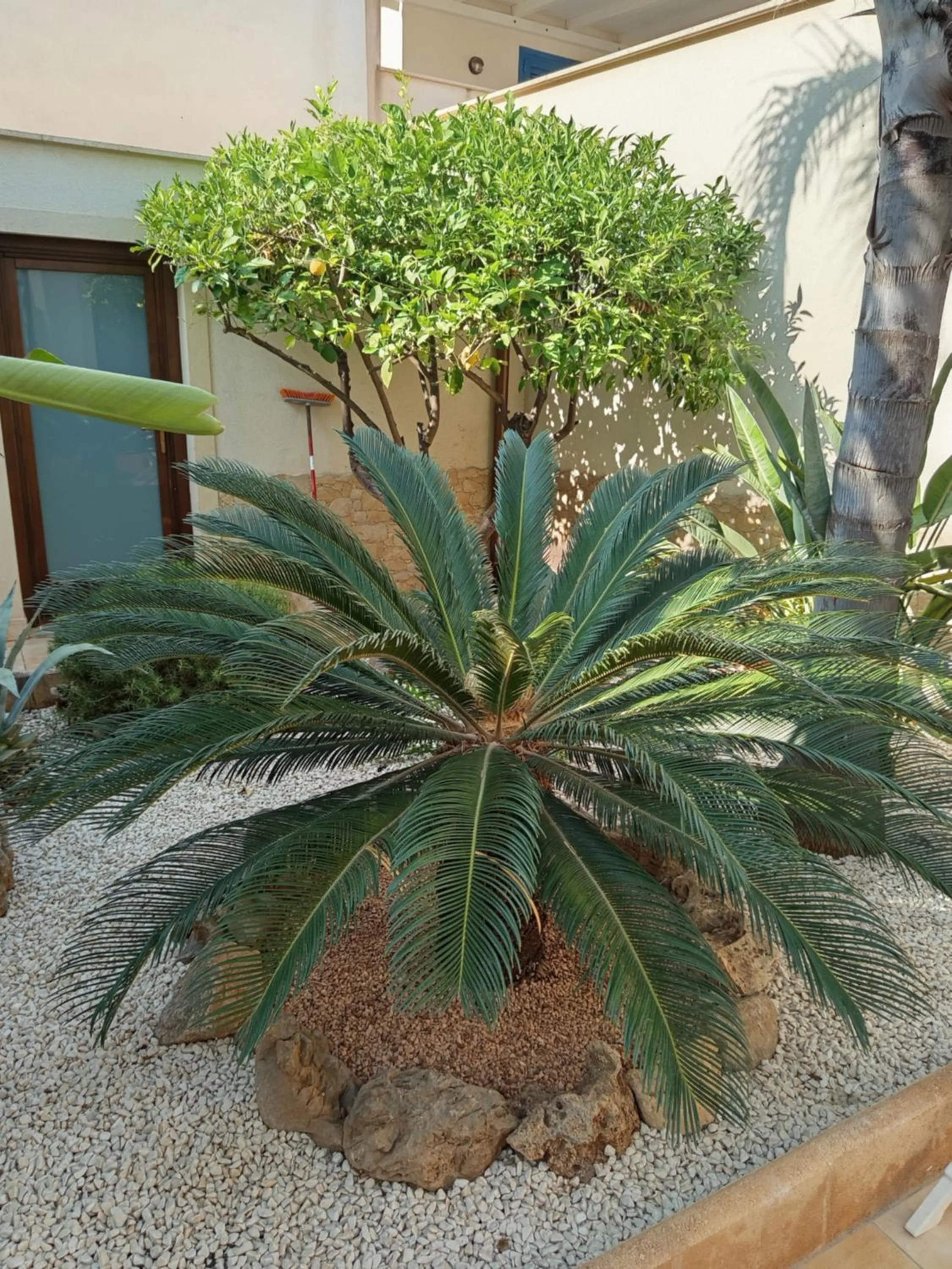 Garden in Amaryllis Hotel