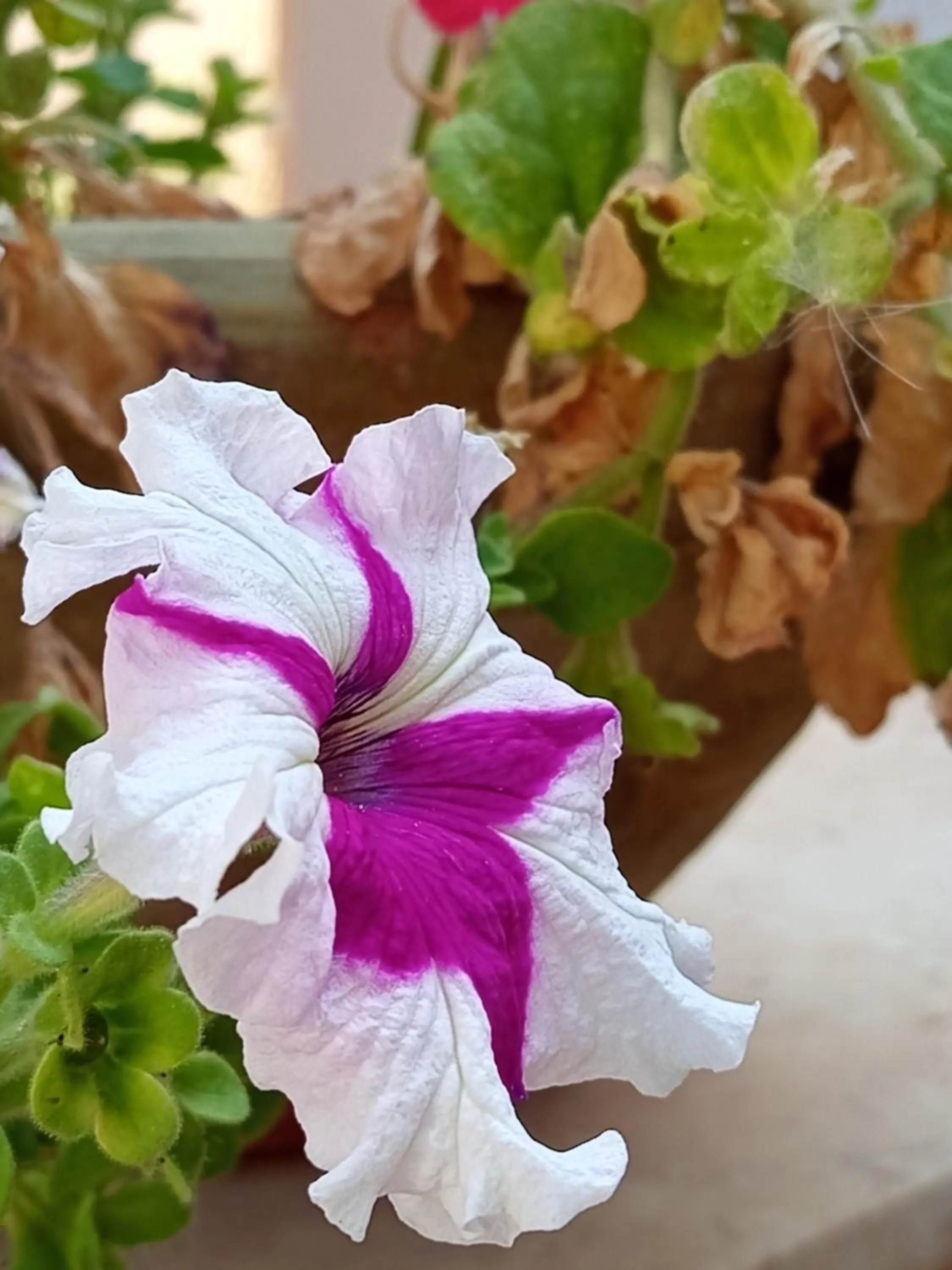 Garden in Amaryllis Hotel