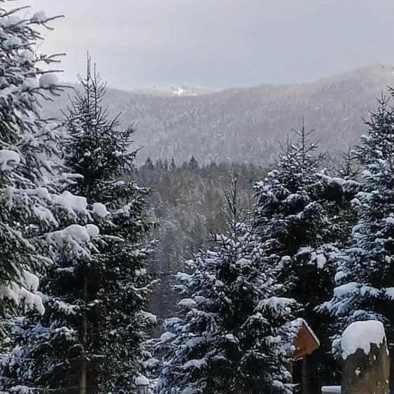 Natural landscape in Hotel Dykyi Med