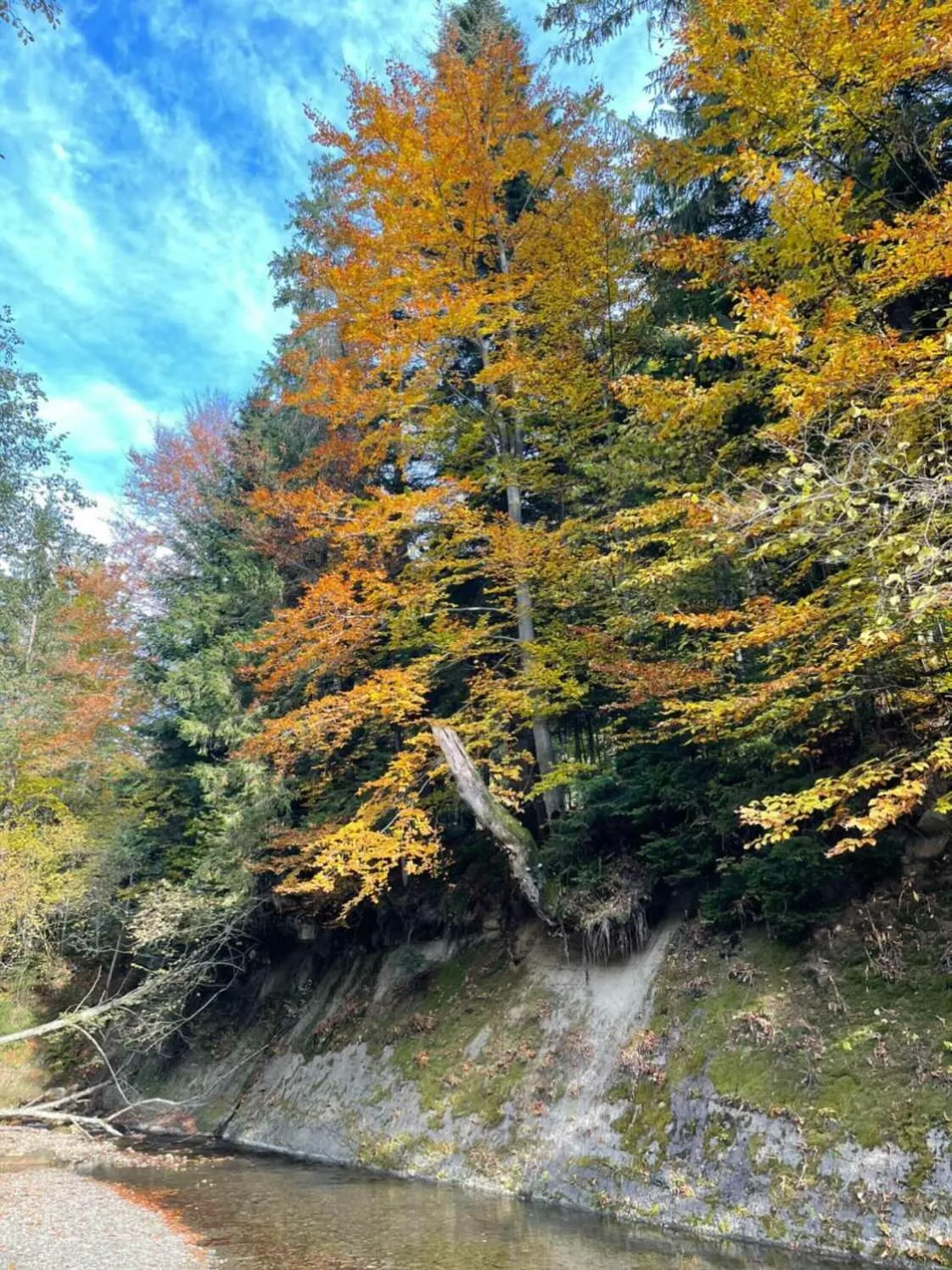 Natural landscape in Hotel Dykyi Med
