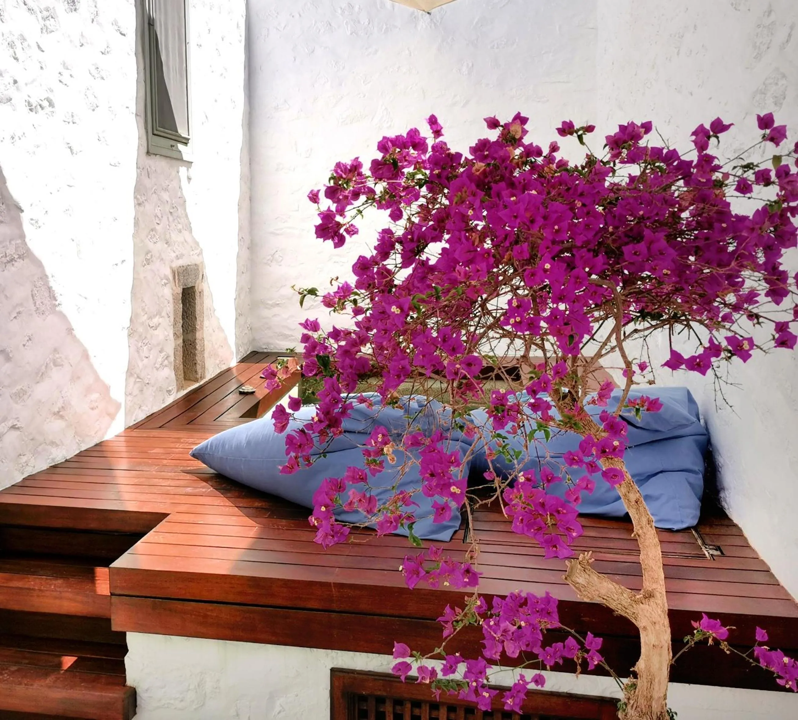 Cotommatae Hydra 1810