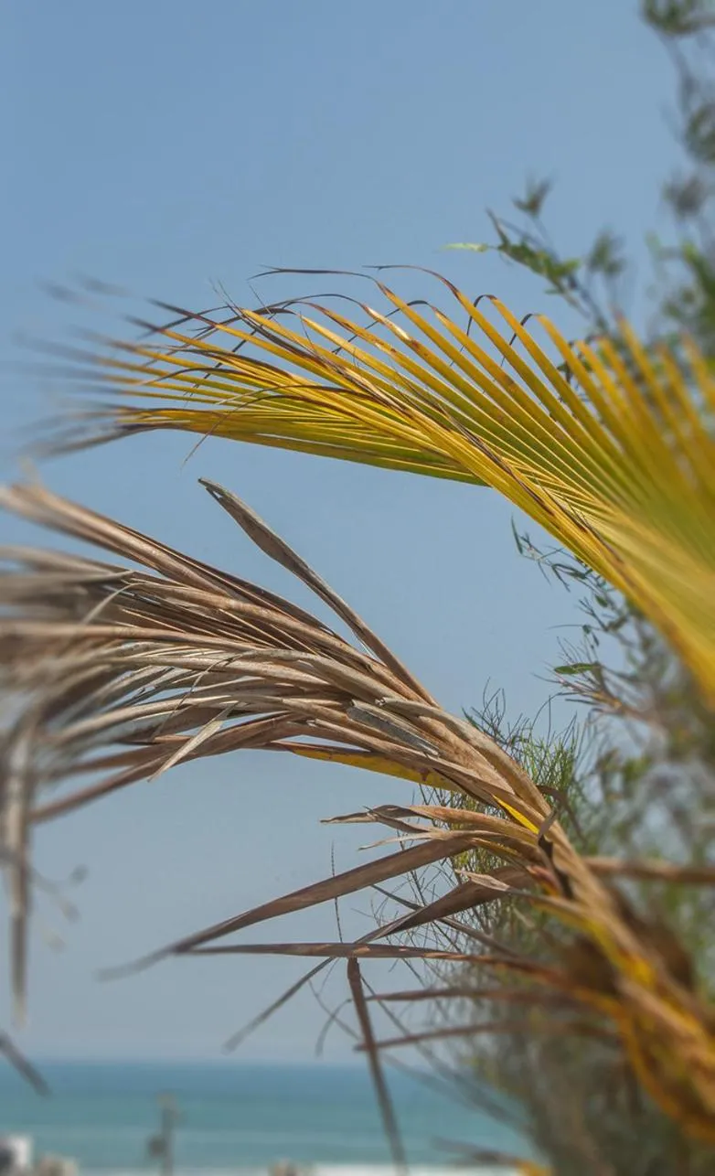Garden in Hotel Azulejos