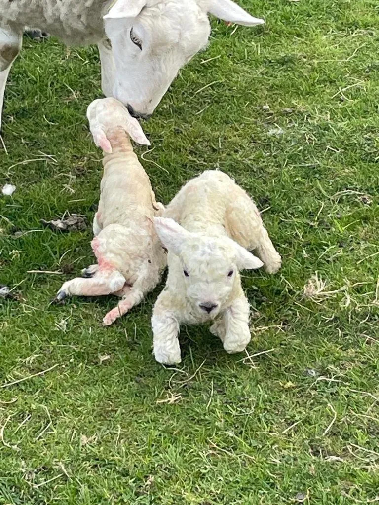 Animals in Highland Croft B&B