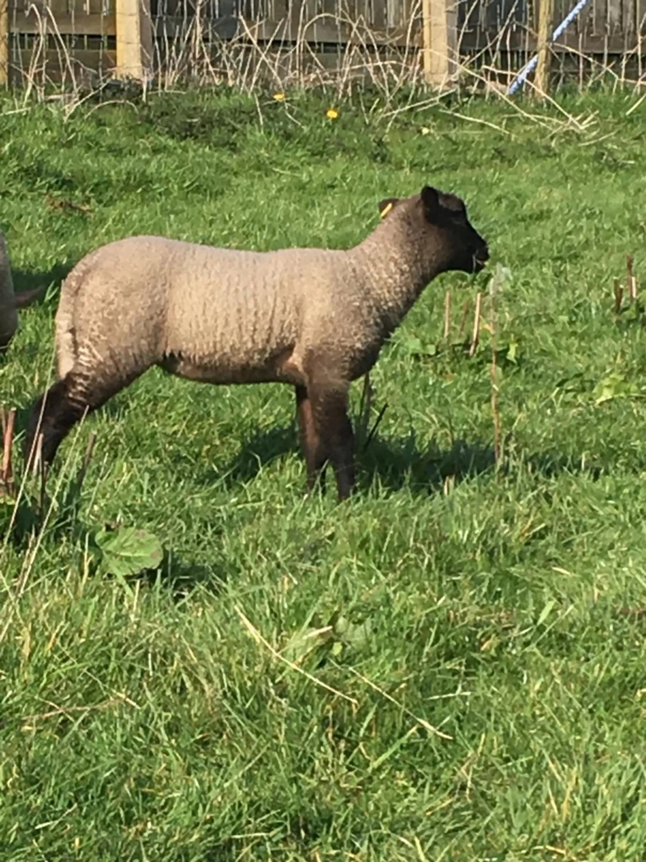 Animals in Highland Croft B&B