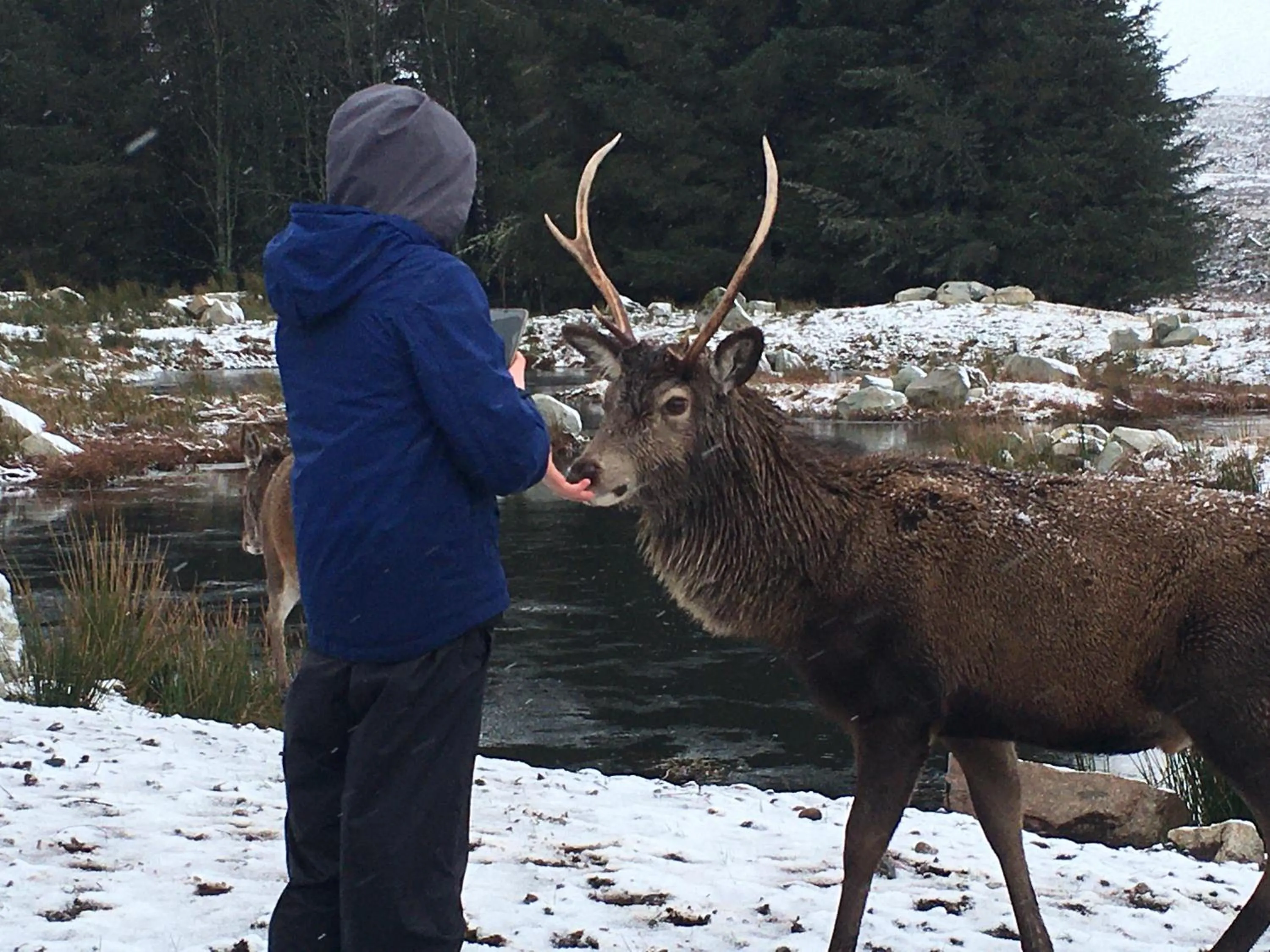 Animals in Highland Croft B&B
