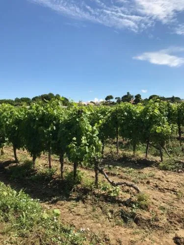 Domaine de Peilhan