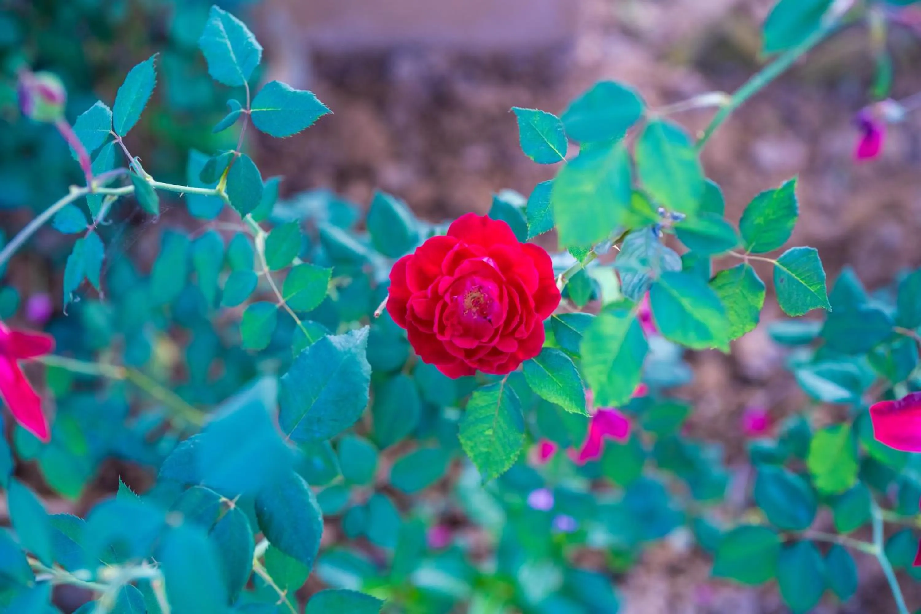 Spring in Paridhi Niwas, Ranthambore- near Tiger Safari Zones 1-5