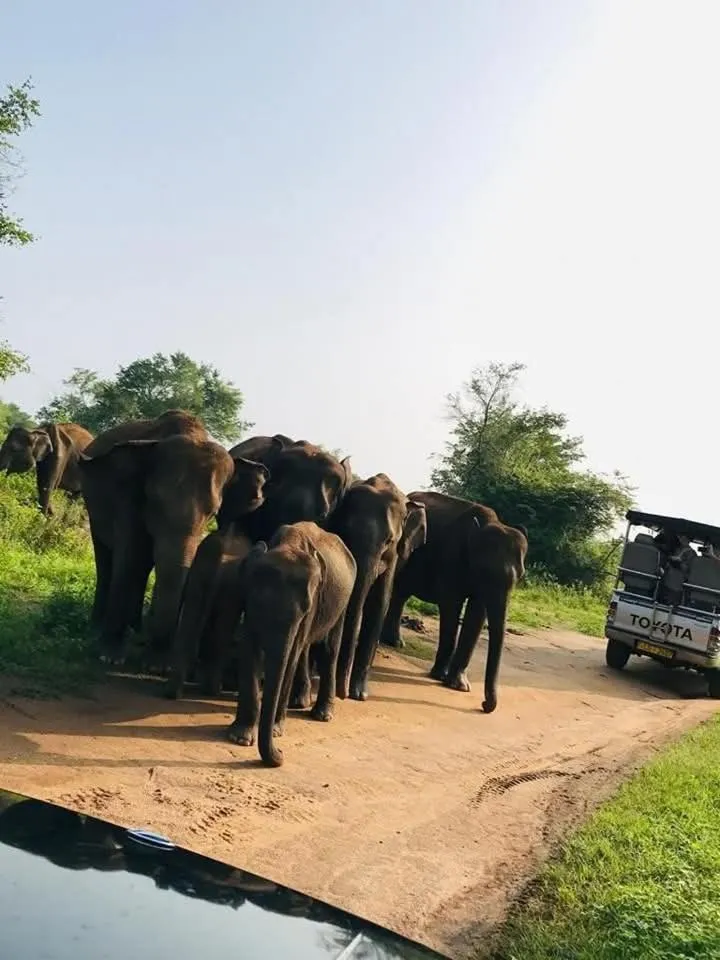 Animals in Ele Camp Udawalawe