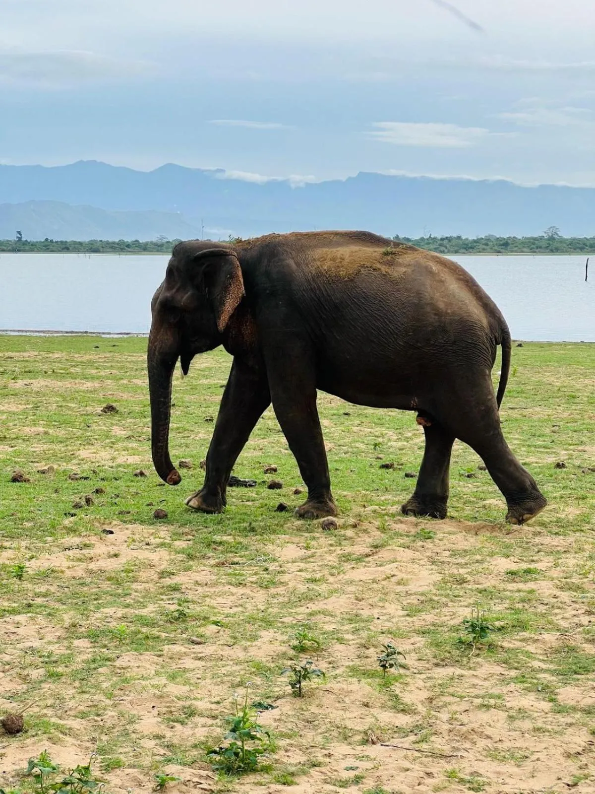 Animals in Ele Camp Udawalawe