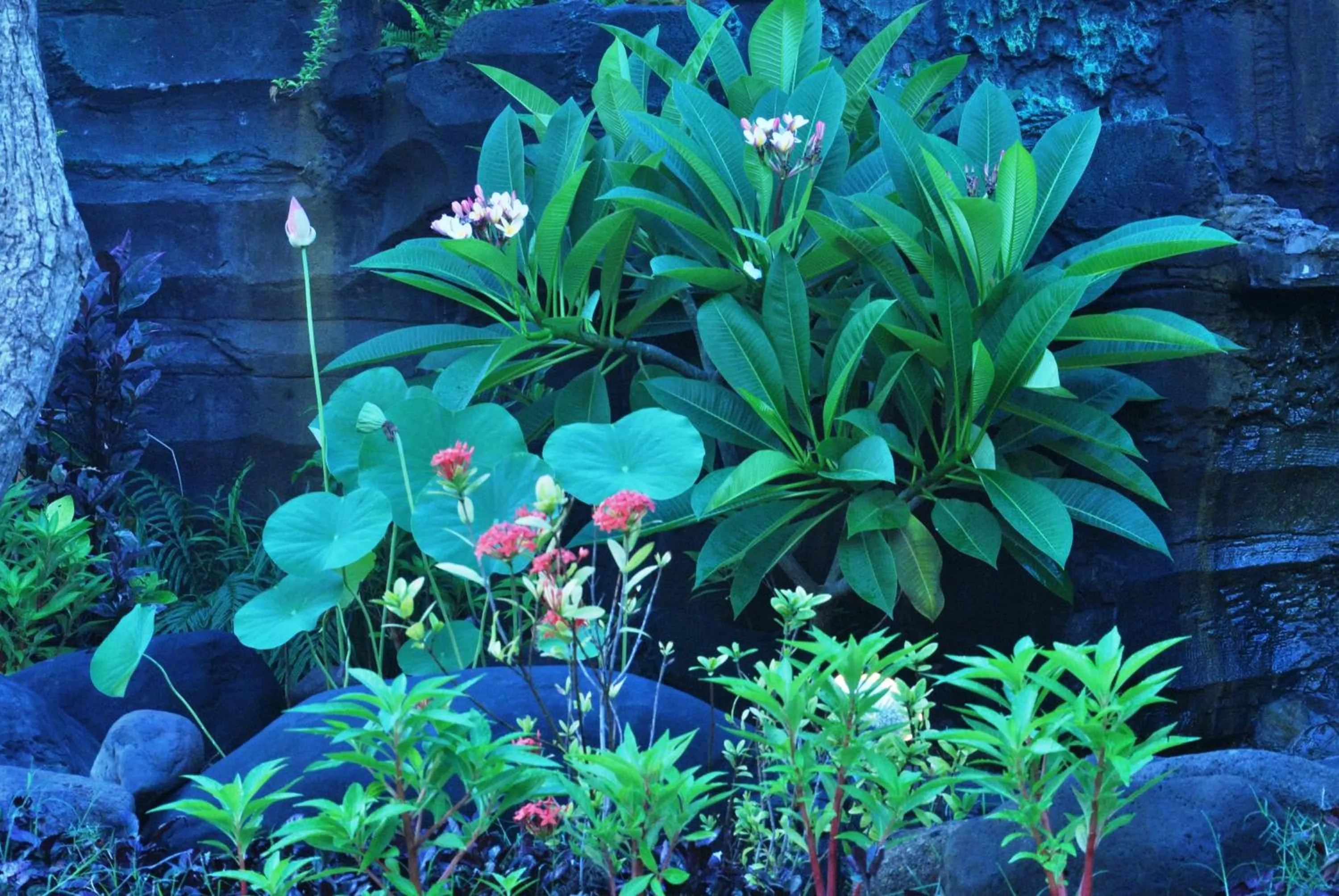 Garden in Trijaya Guest House Pemuteran