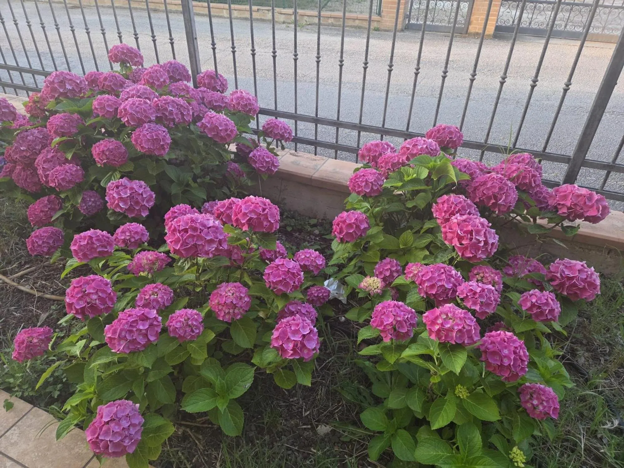 Garden in Hotel Palazzo Bello