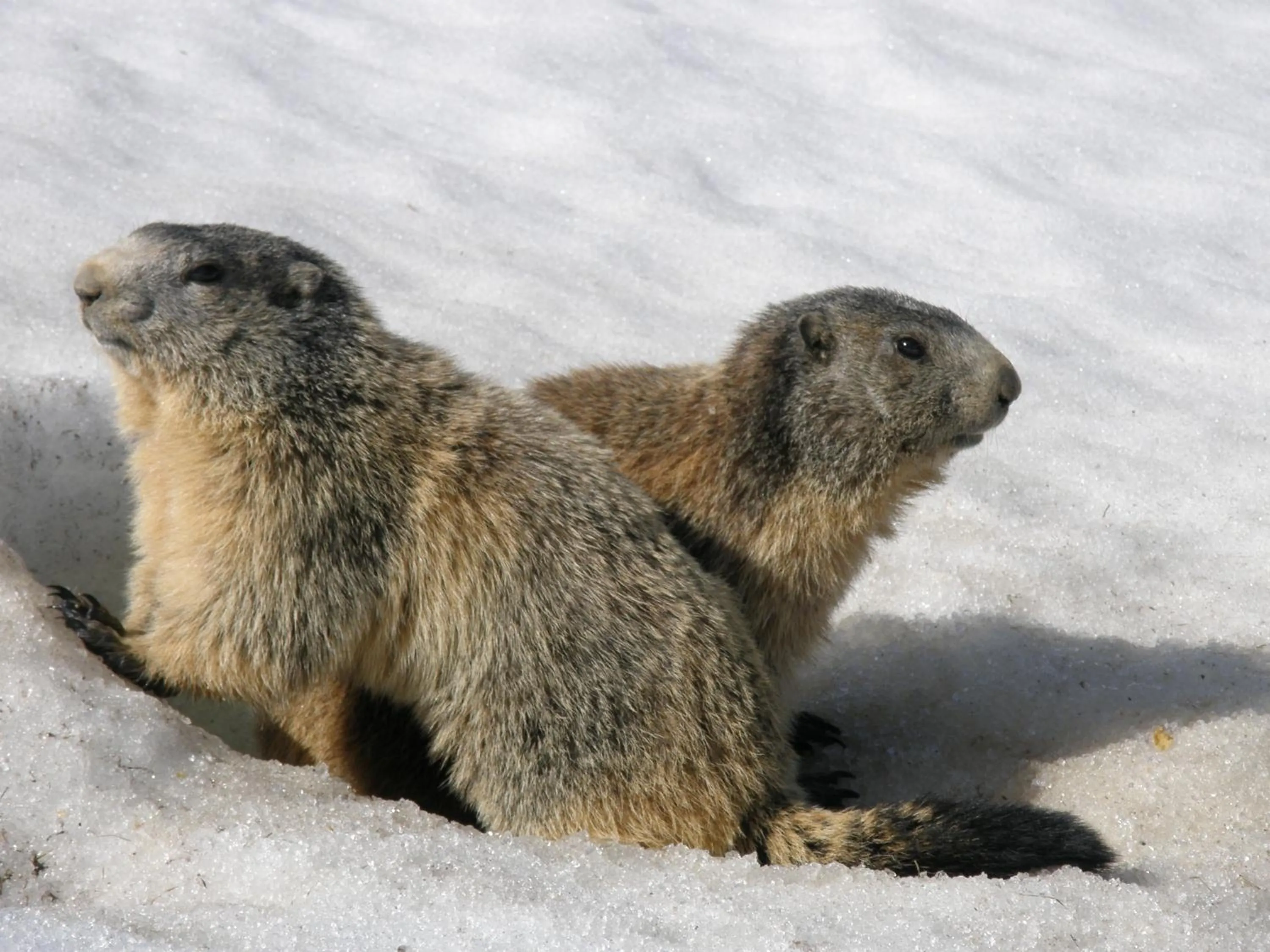 Hotel - Restaurant Le Blanchon