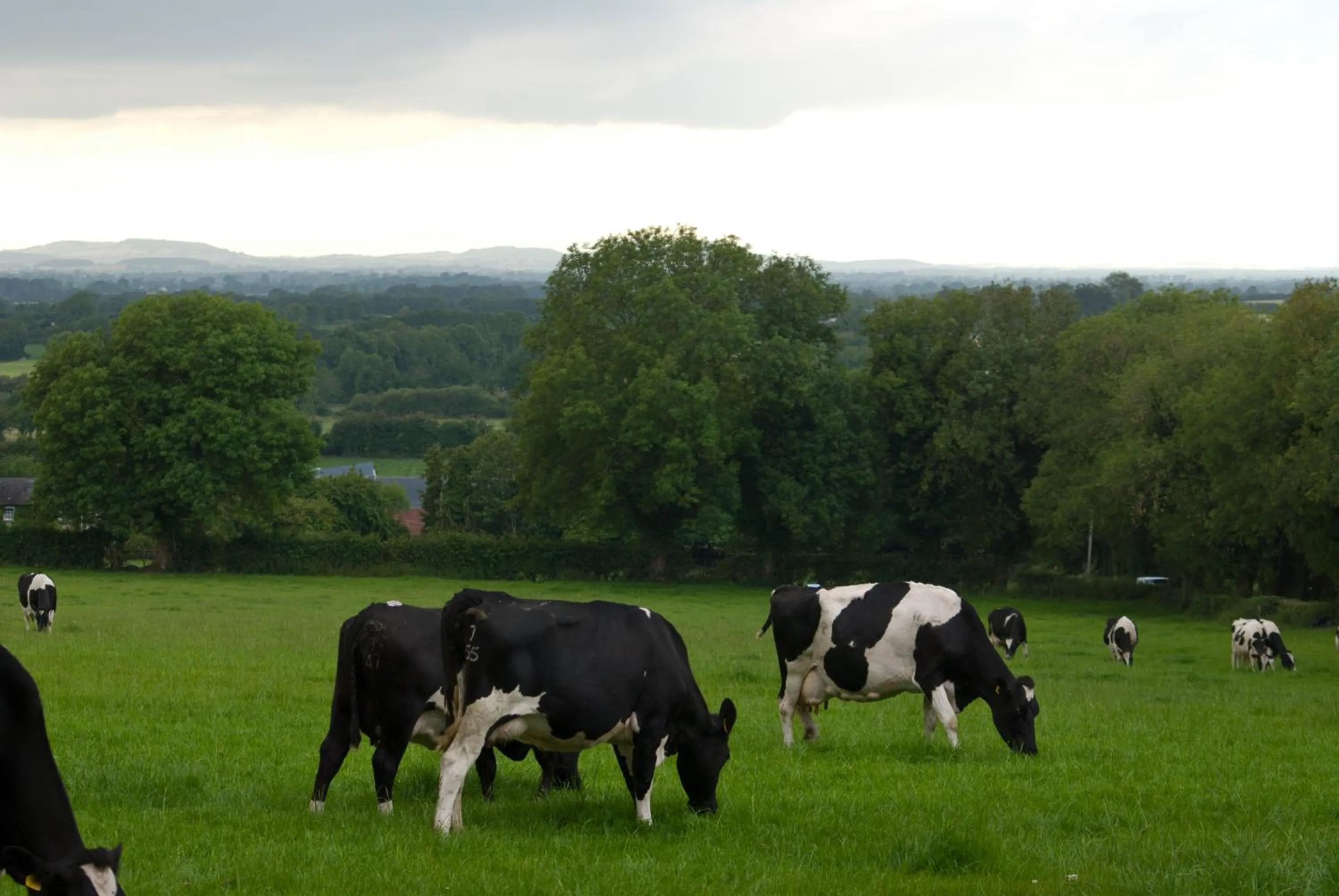 Animals in Ballindrum Farm B&B