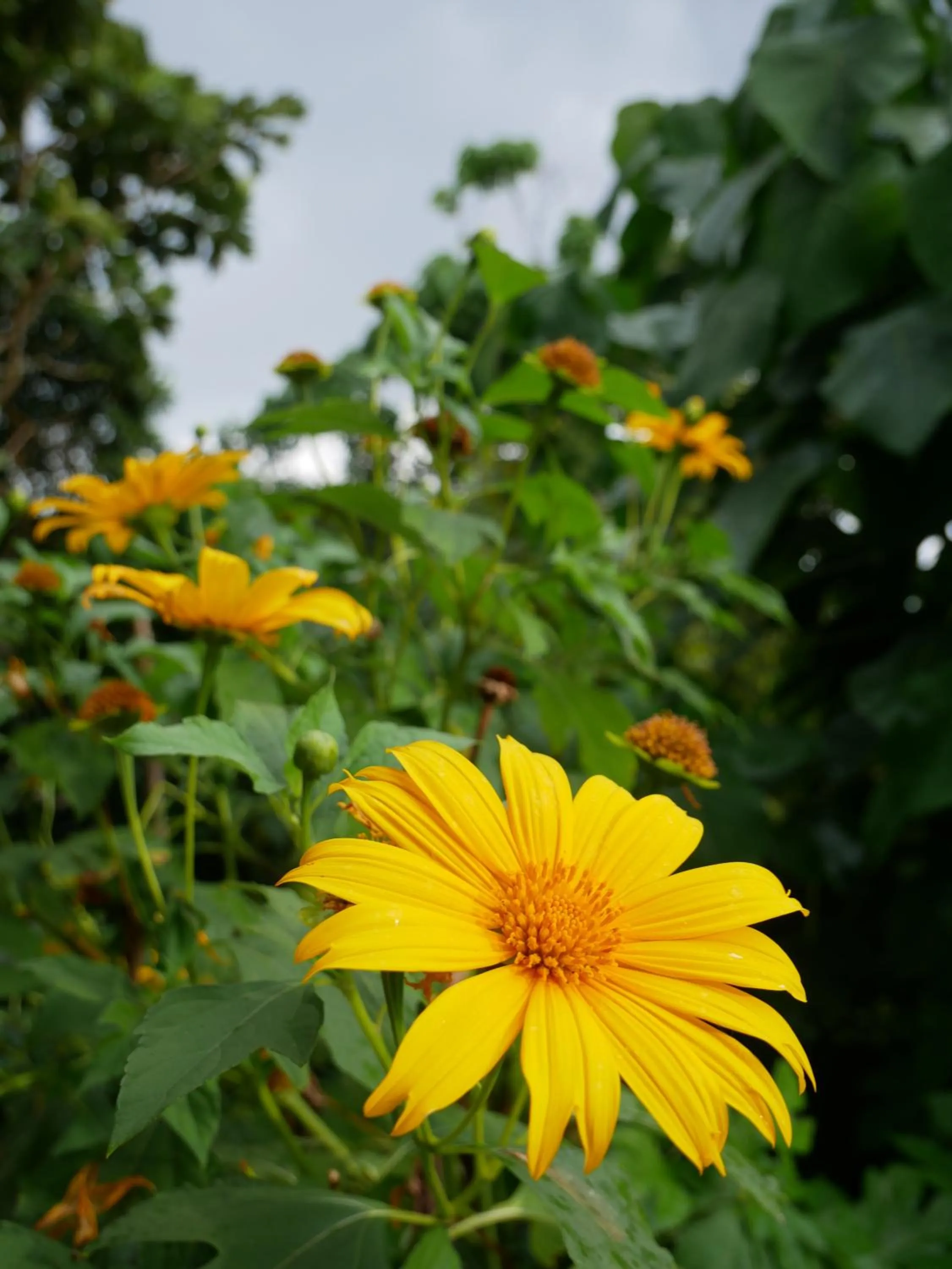 Garden view in Sky Mountain Café with seaview