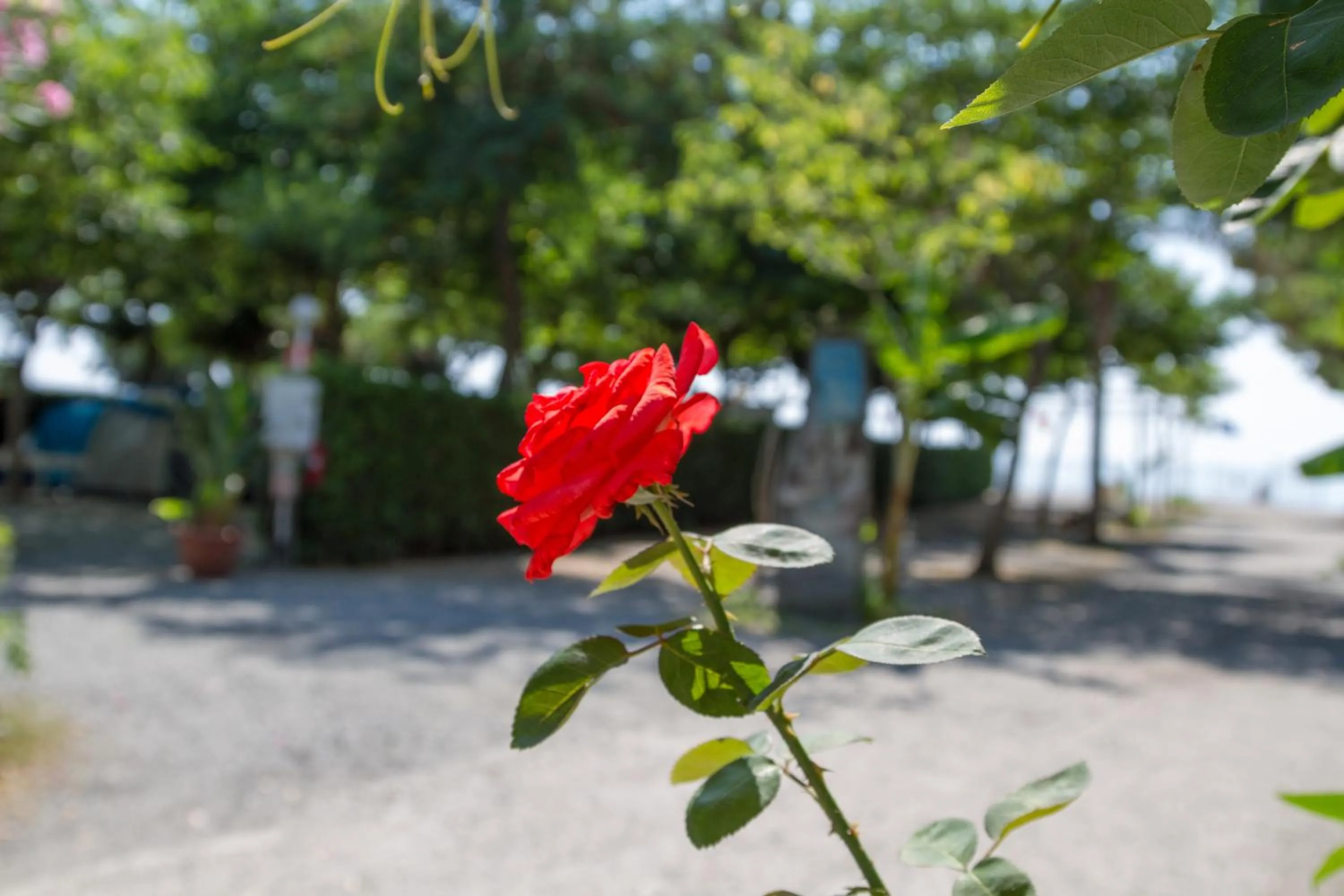 Spring in Camping La Focetta Sicula