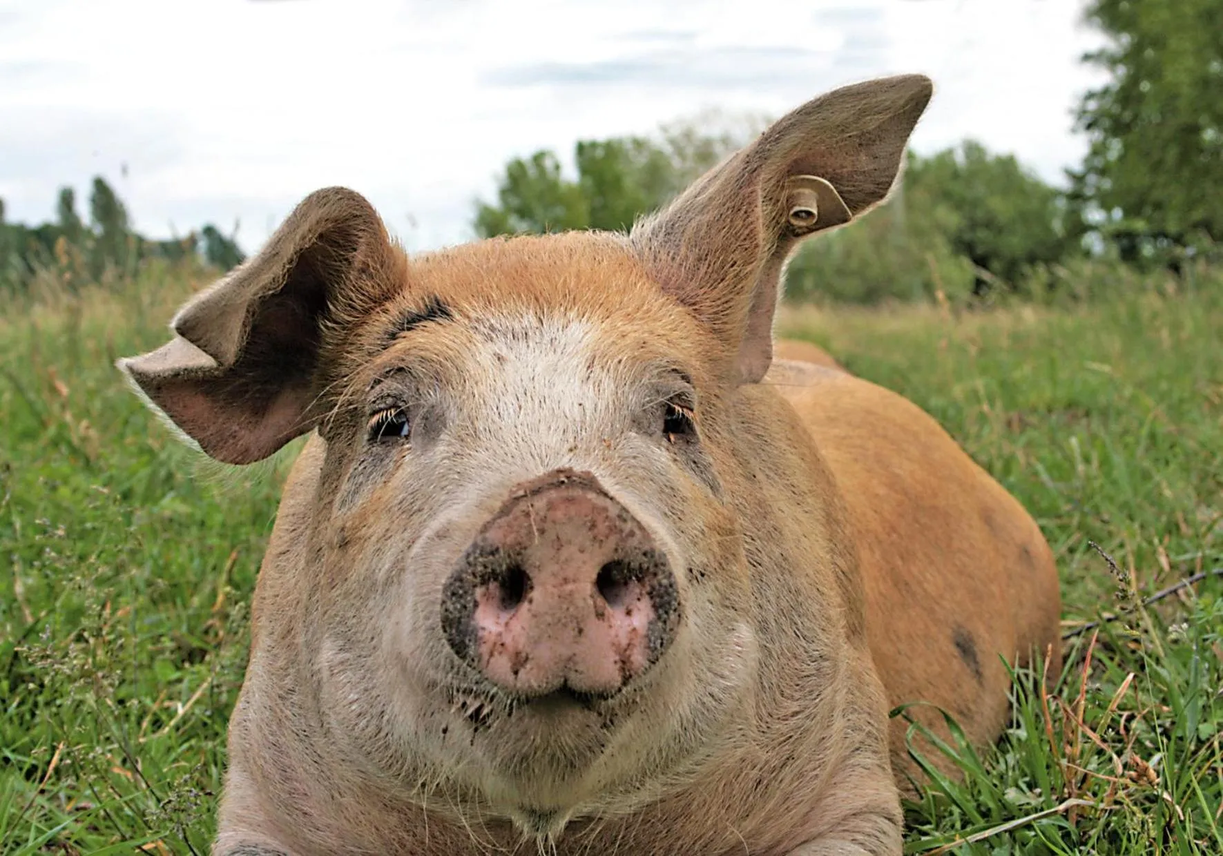 Landgasthof Zur Tanne
