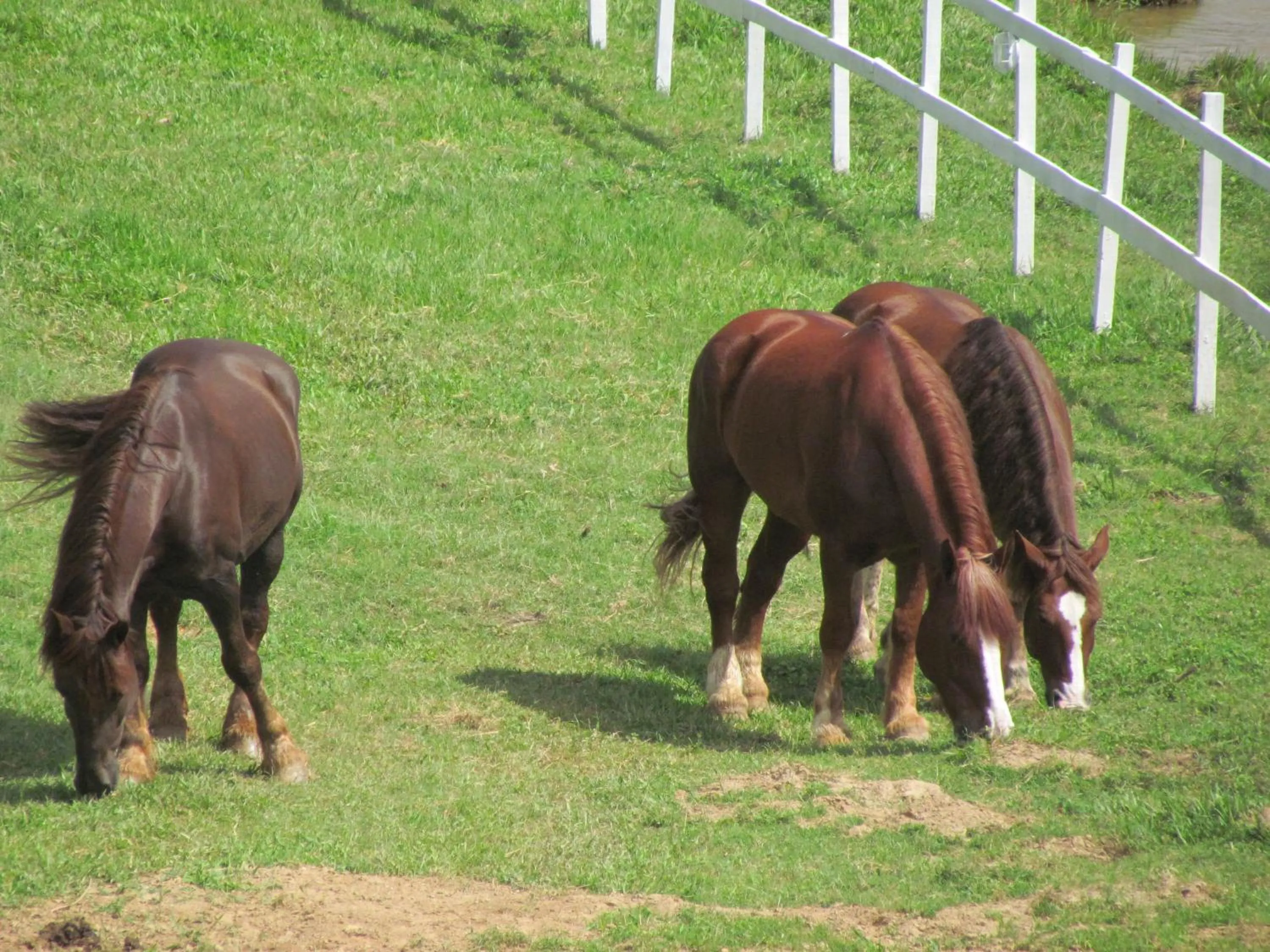 Animals in Hotel dos Bretões