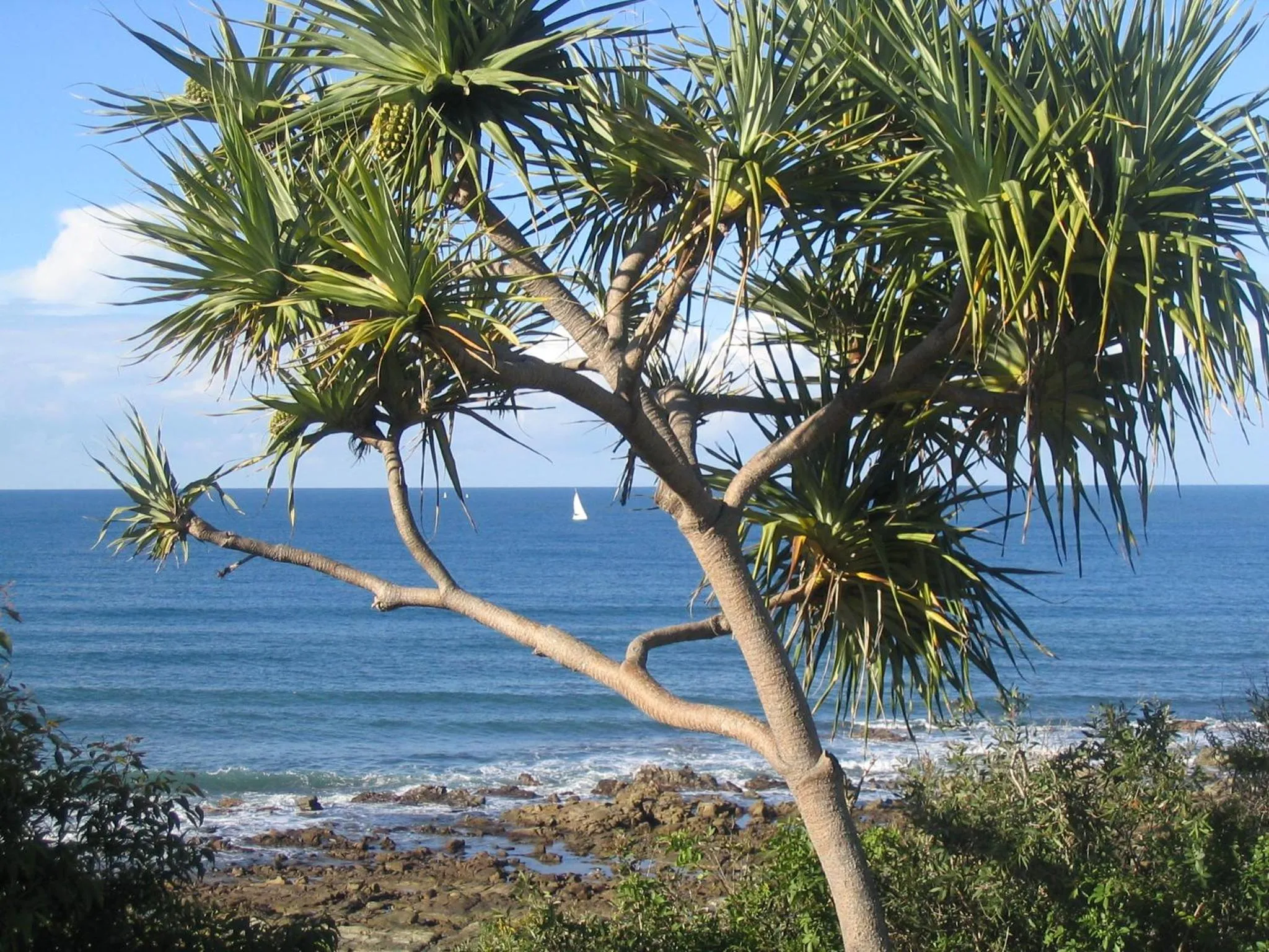 Sea view in Headland Tropicana Resort