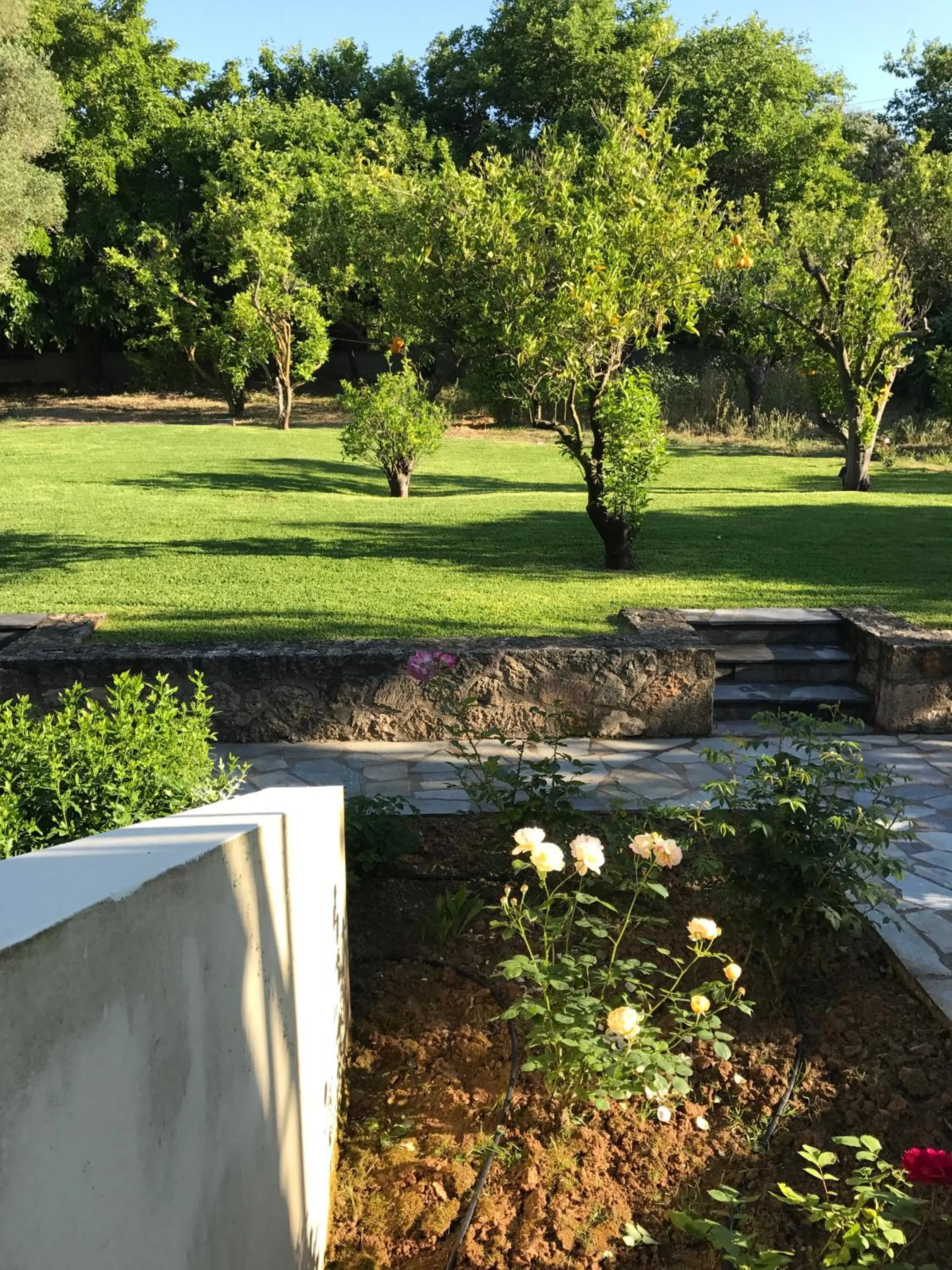 Garden view in Inglessata Rose