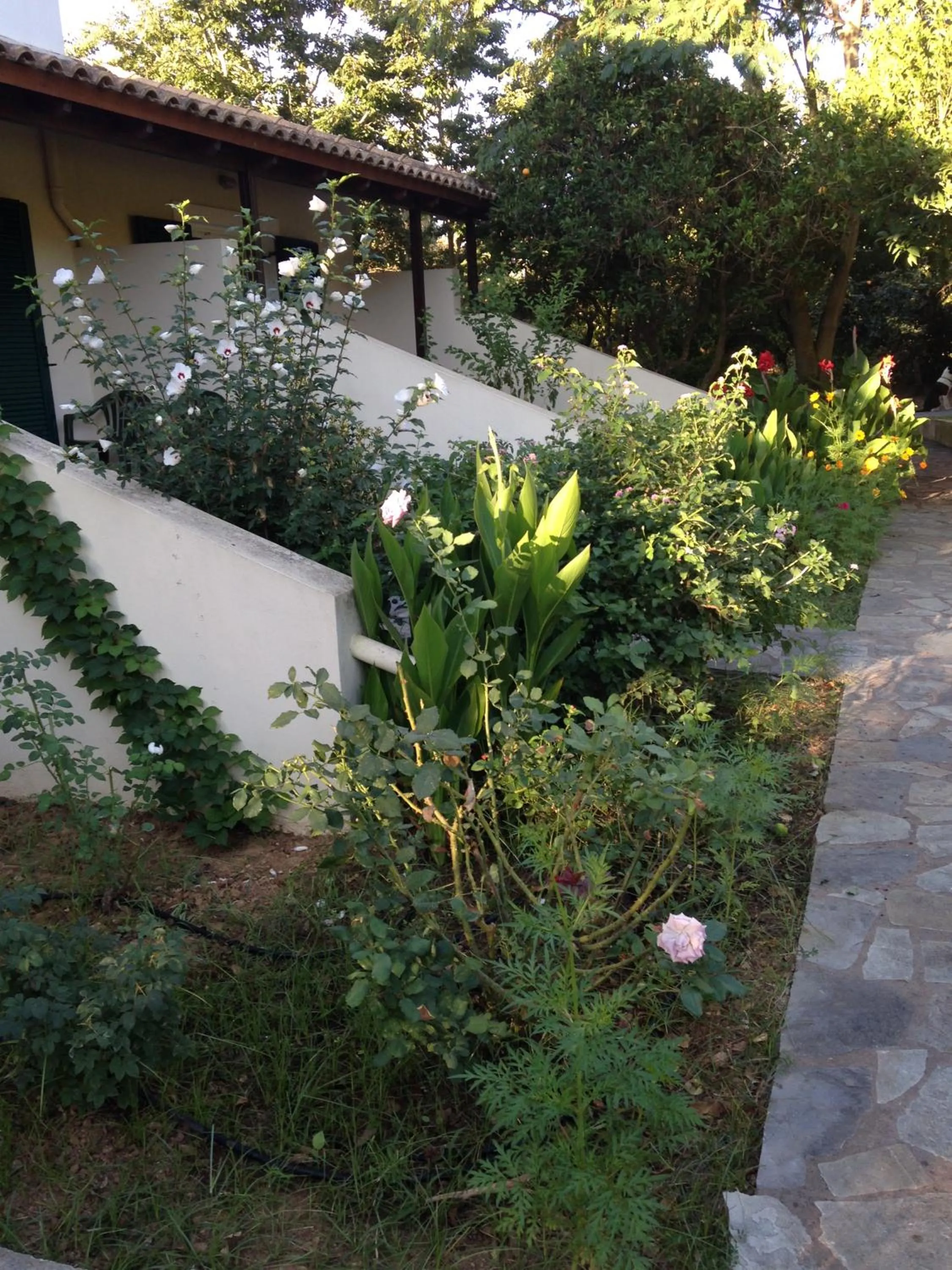 Garden in Inglessata Rose