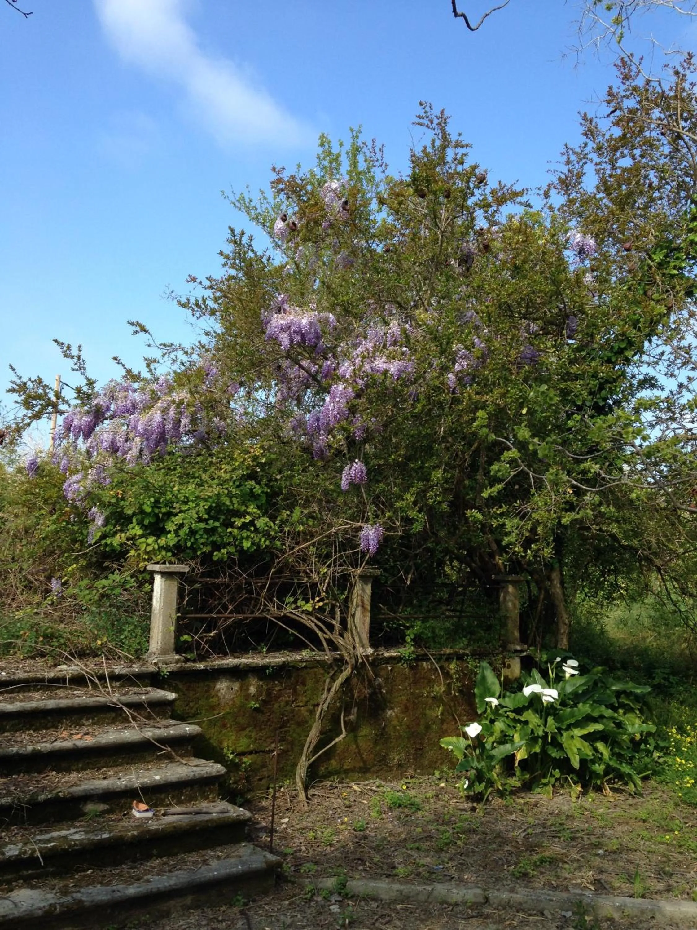 Garden view in Inglessata Rose