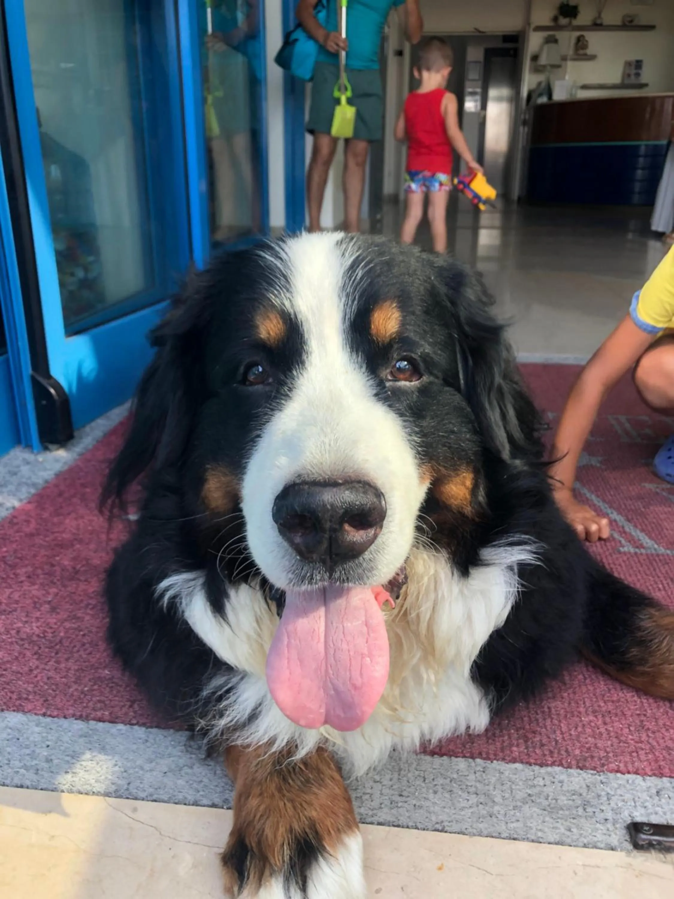 Pets in Hotel Atlantic