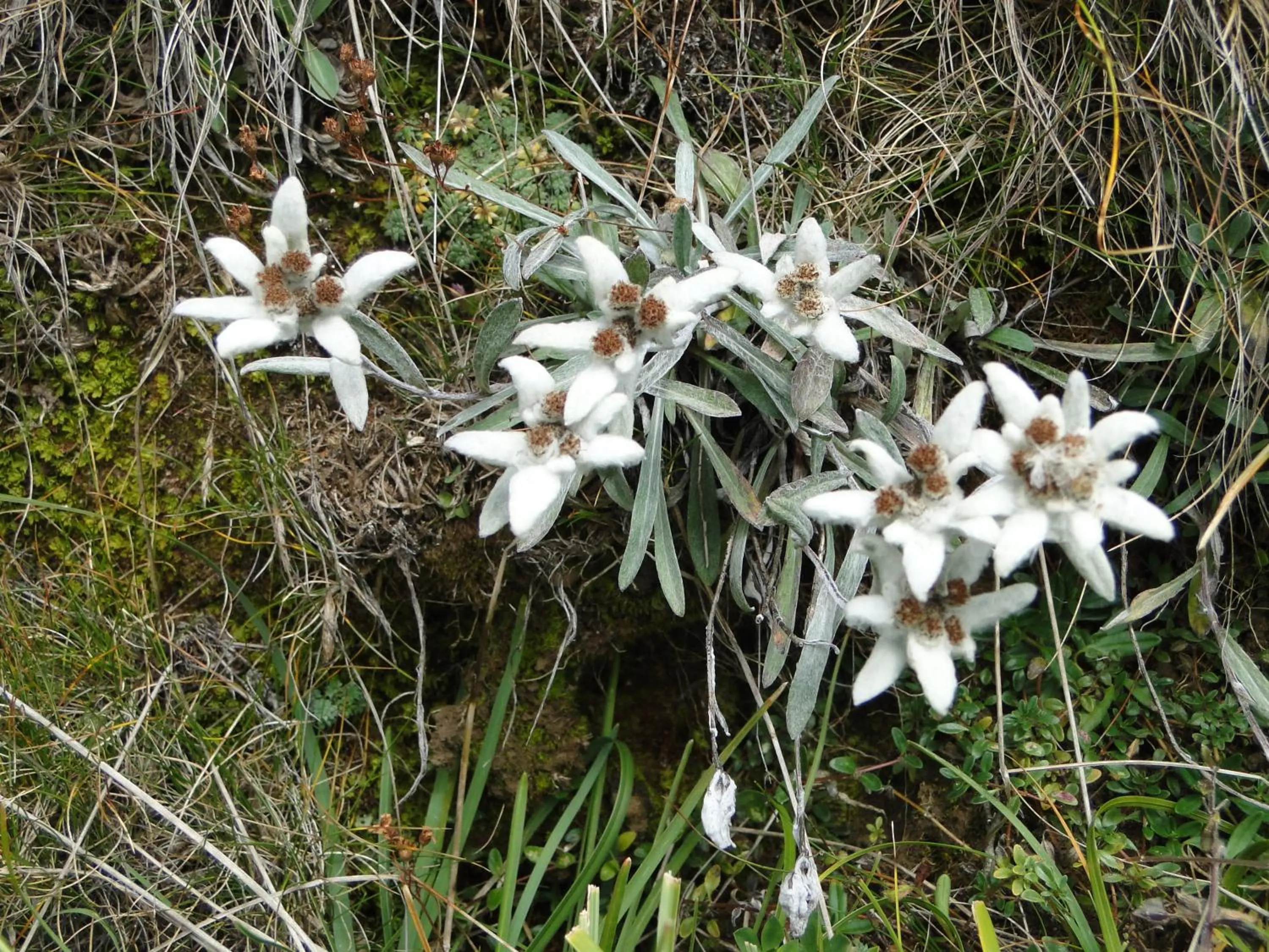 Spring in Garni Irsara