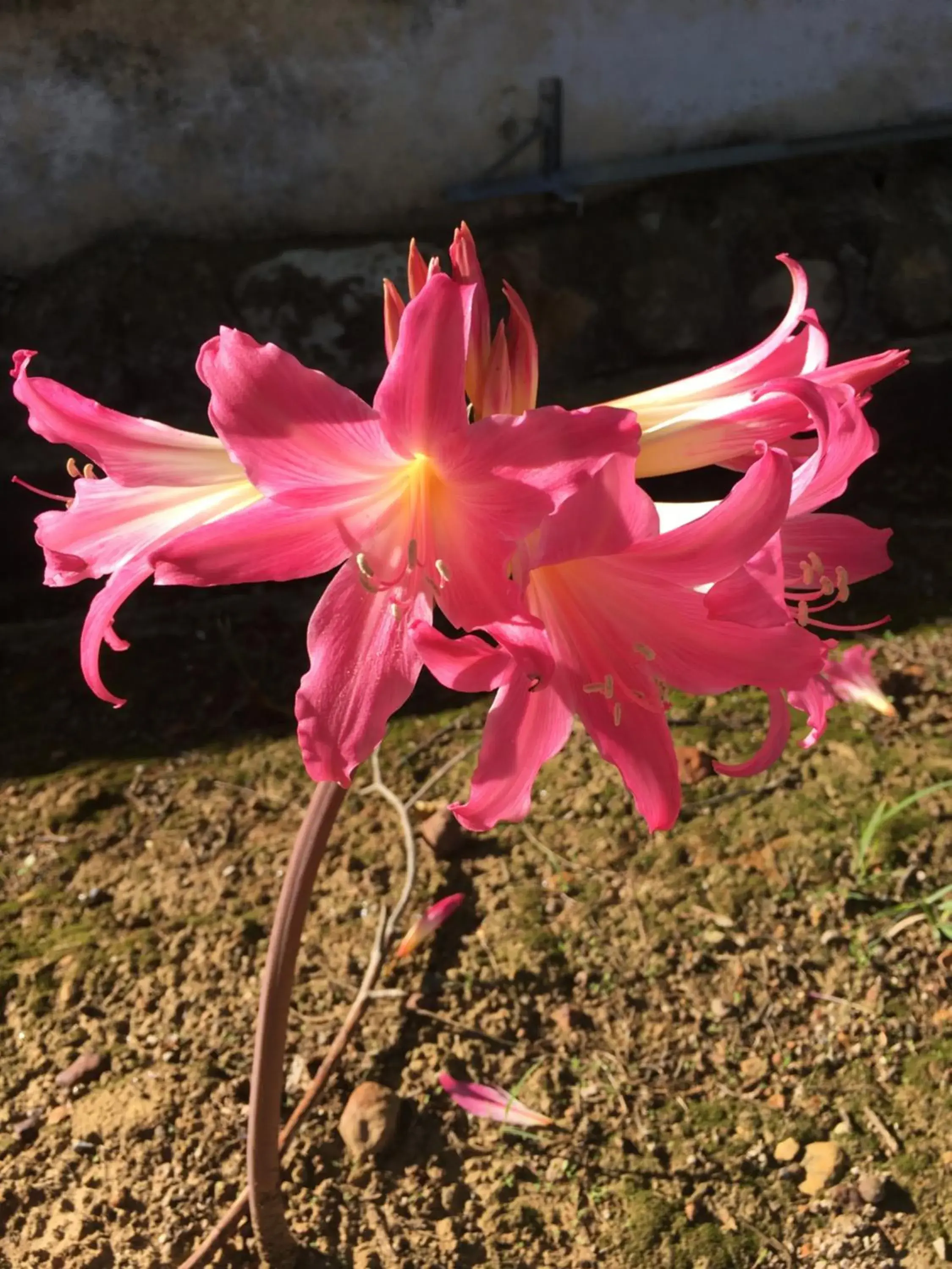 The View Swellendam B&B The View Swellendam B&B