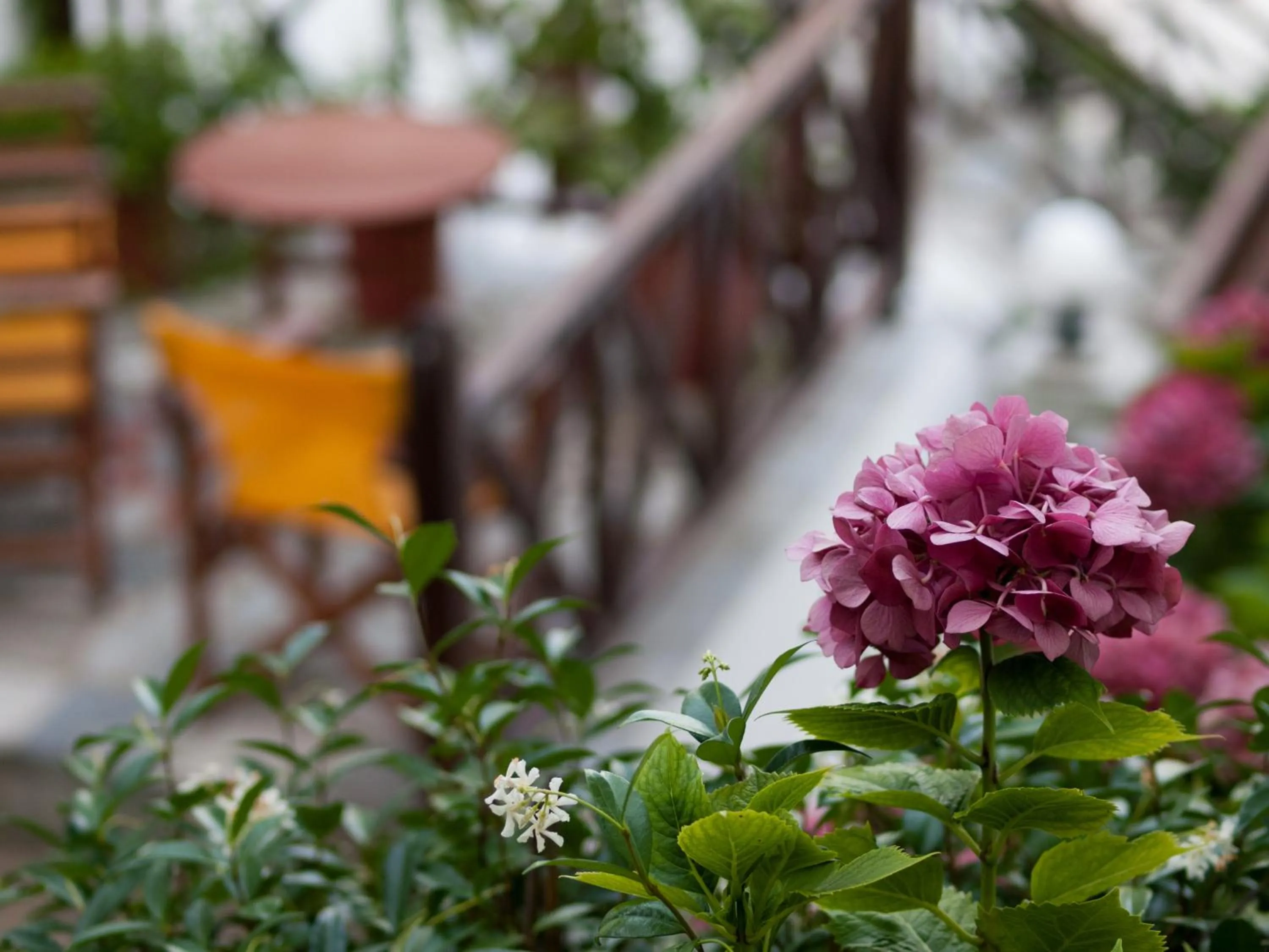 Garden view in Astromeria