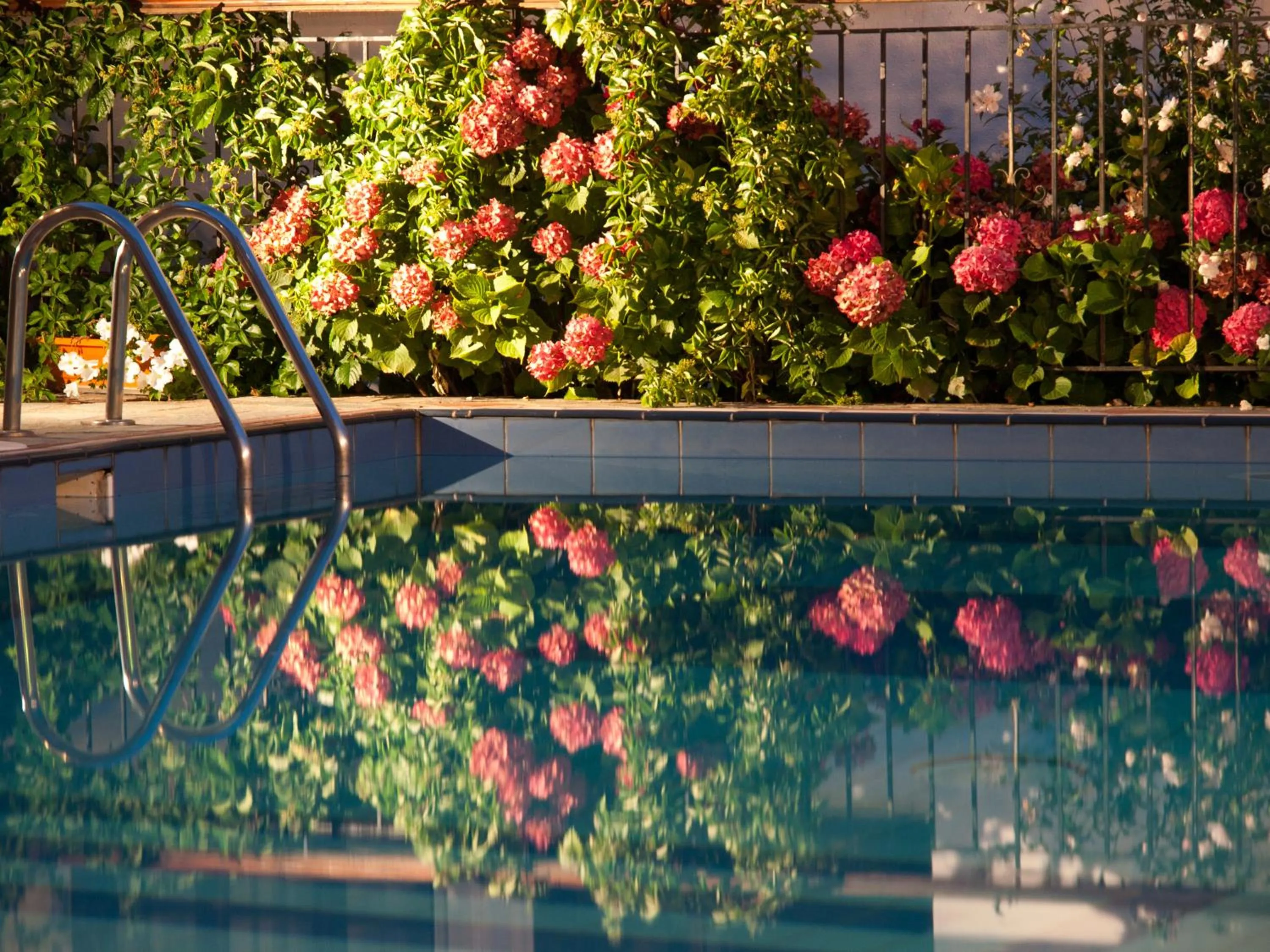 Swimming pool in Astromeria