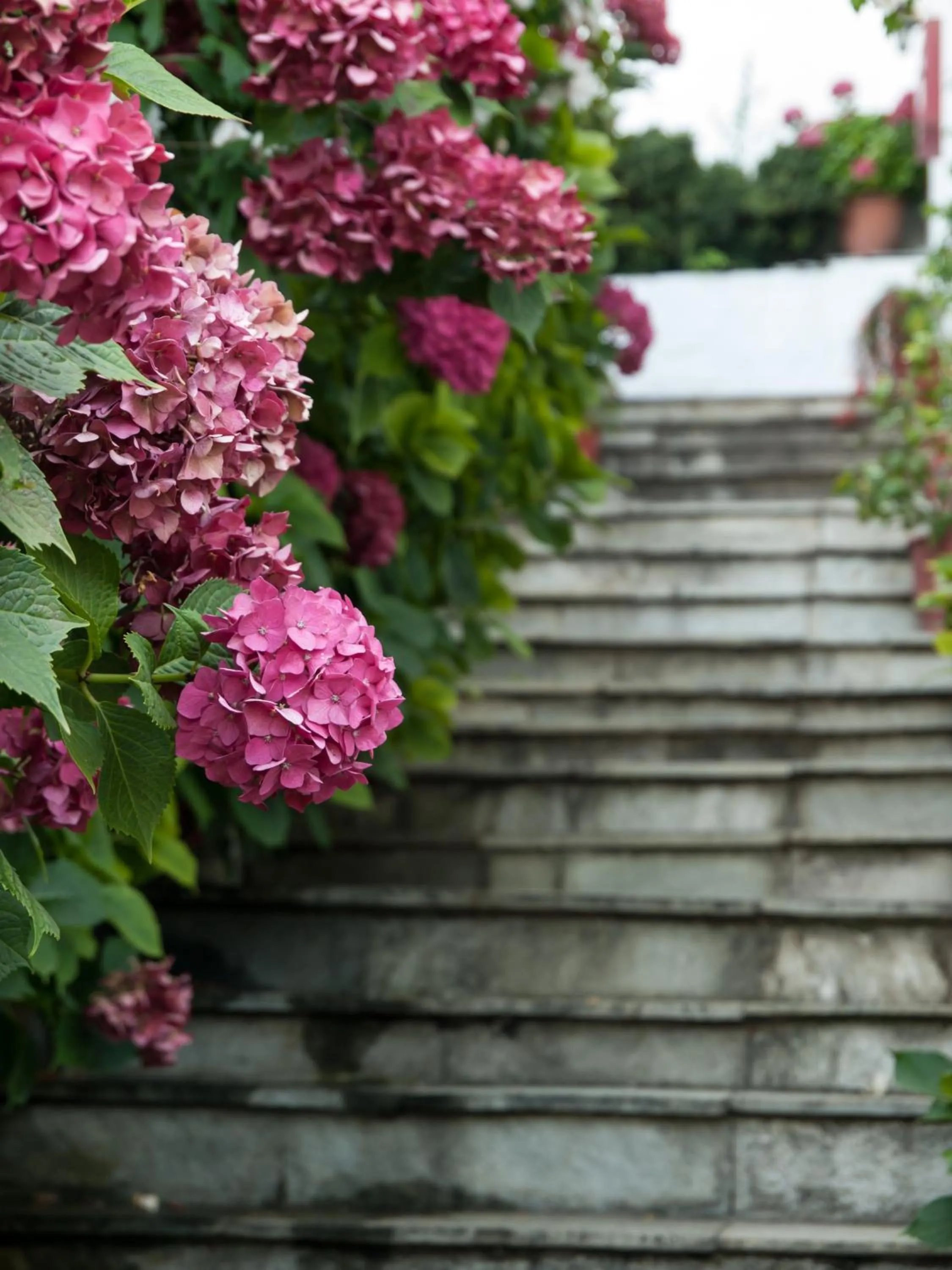 Natural landscape in Astromeria