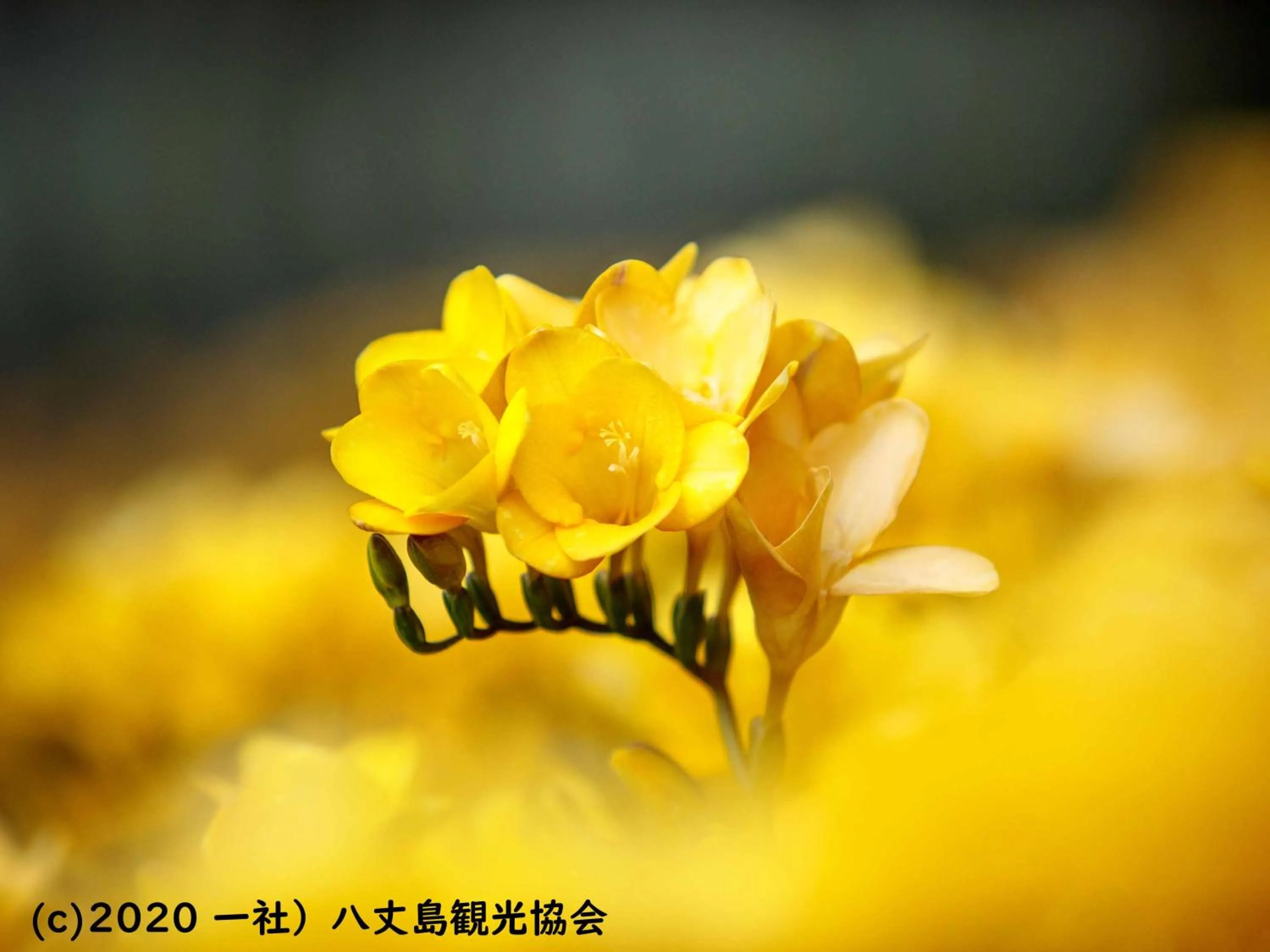 Nearby landmark in Kokumin Shukusha Sun Marina