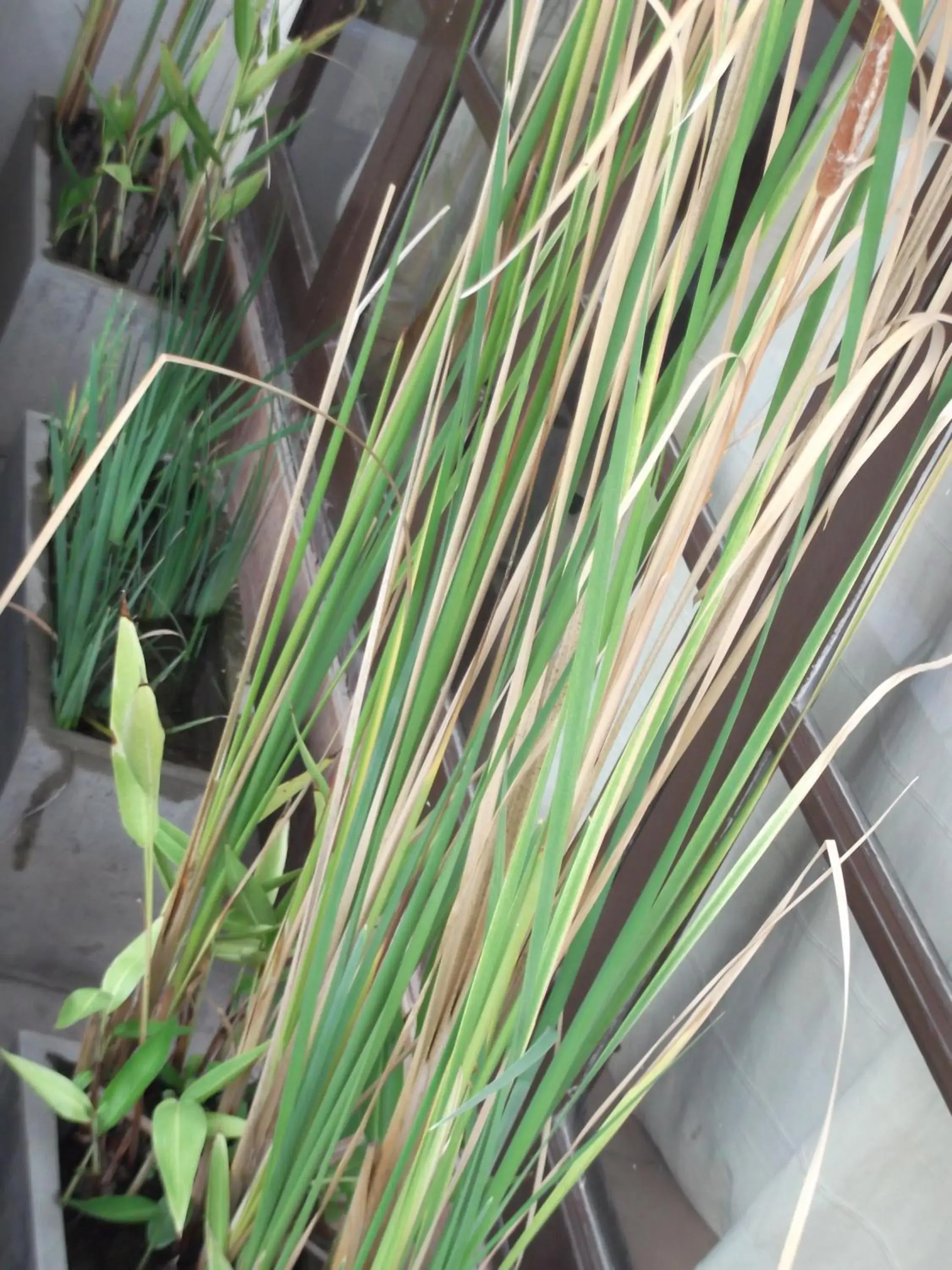 Rim Ping Guest House Rim Ping Guest House