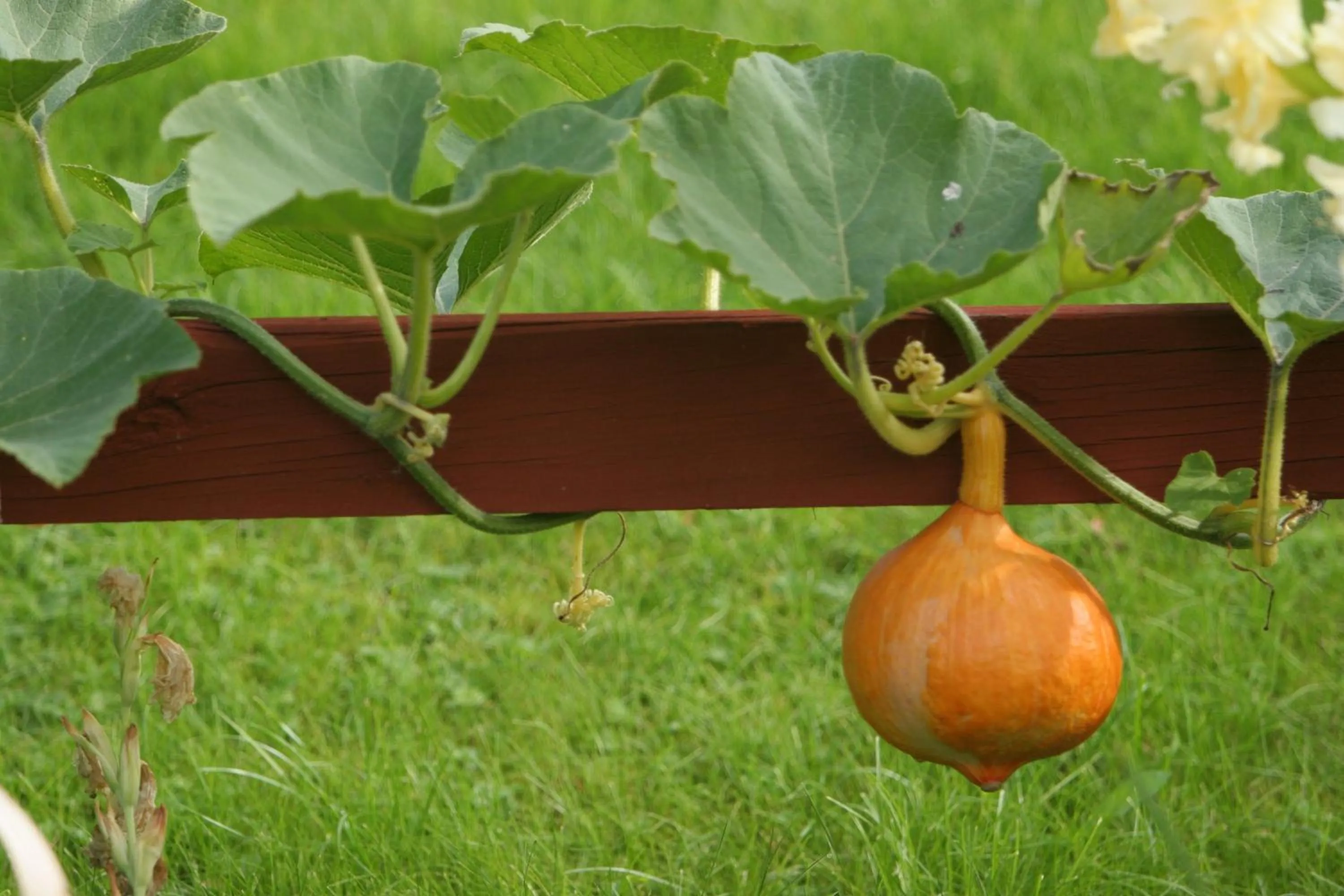 Garden in Bed & Breakfast Björkhyddan