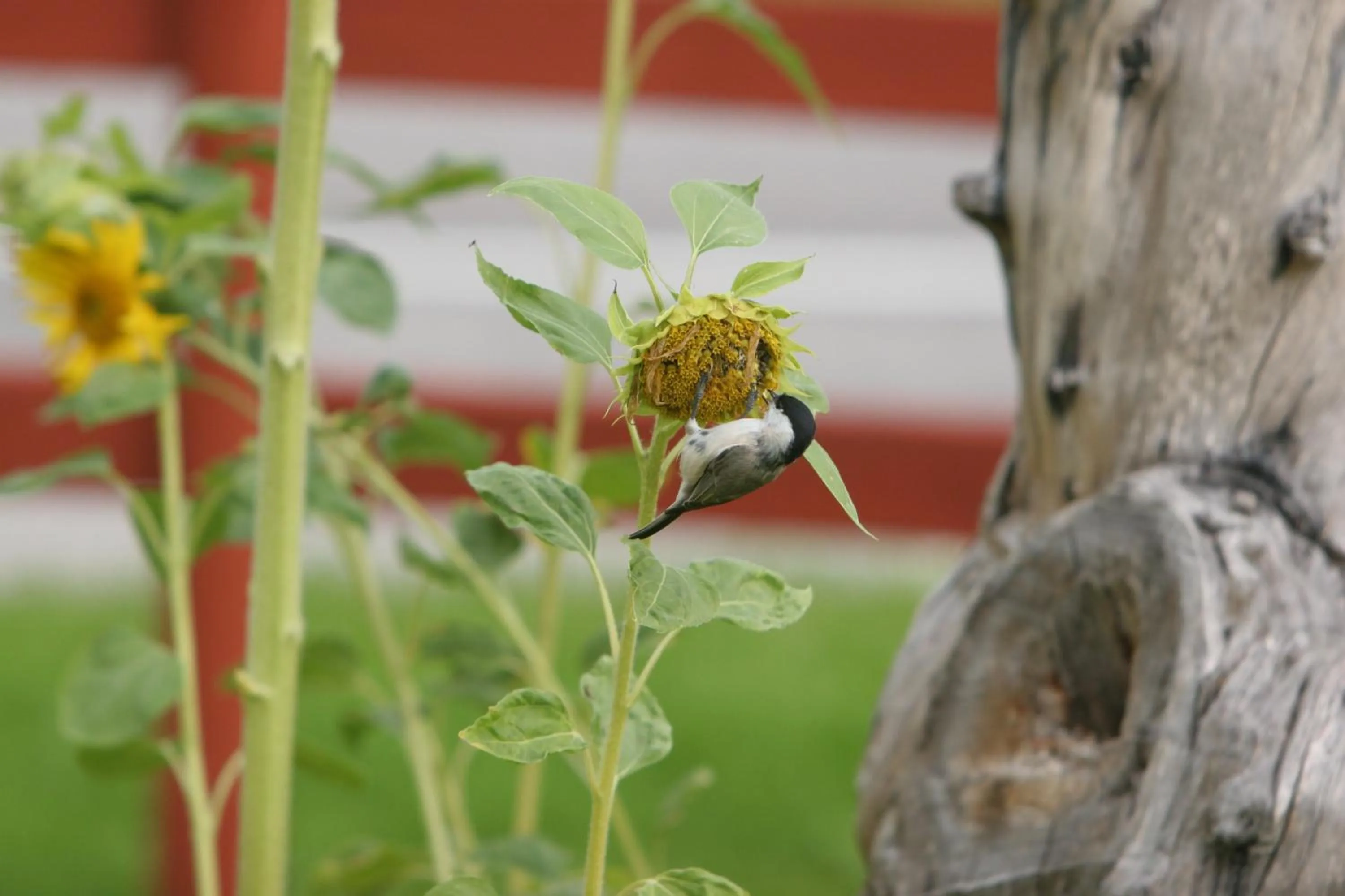 Garden in Bed & Breakfast Björkhyddan