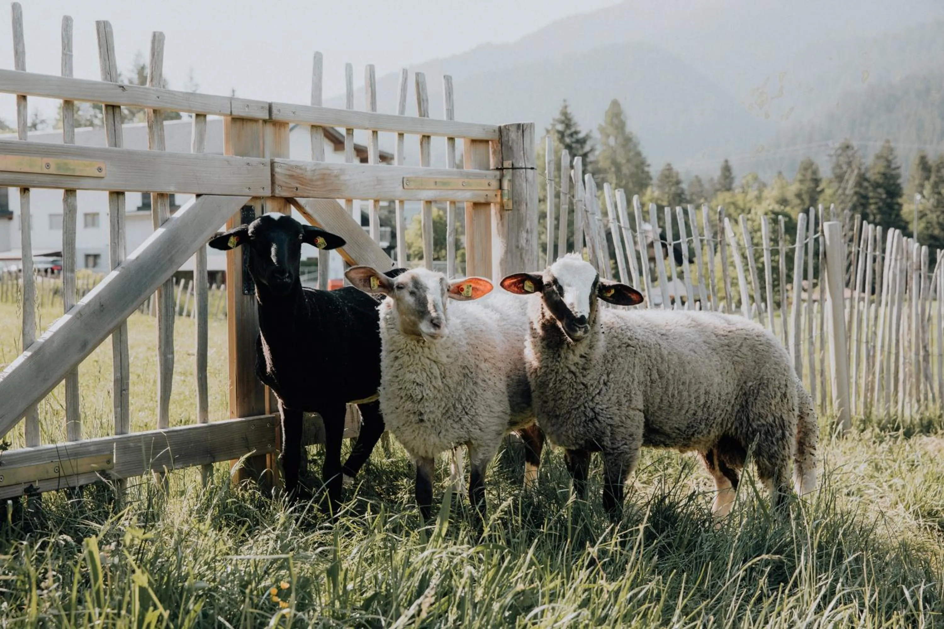 Animals in Hotel Kaiser in Tirol