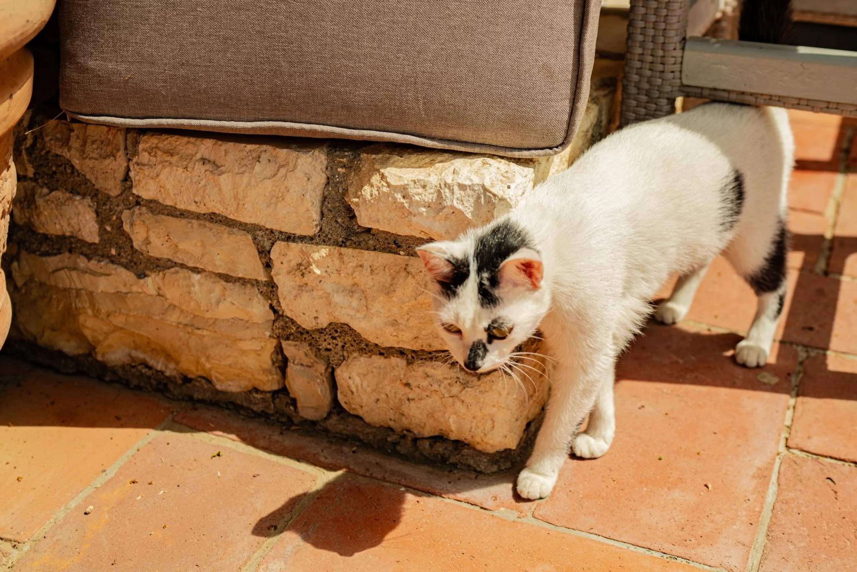 Pets in Vila Belvedere