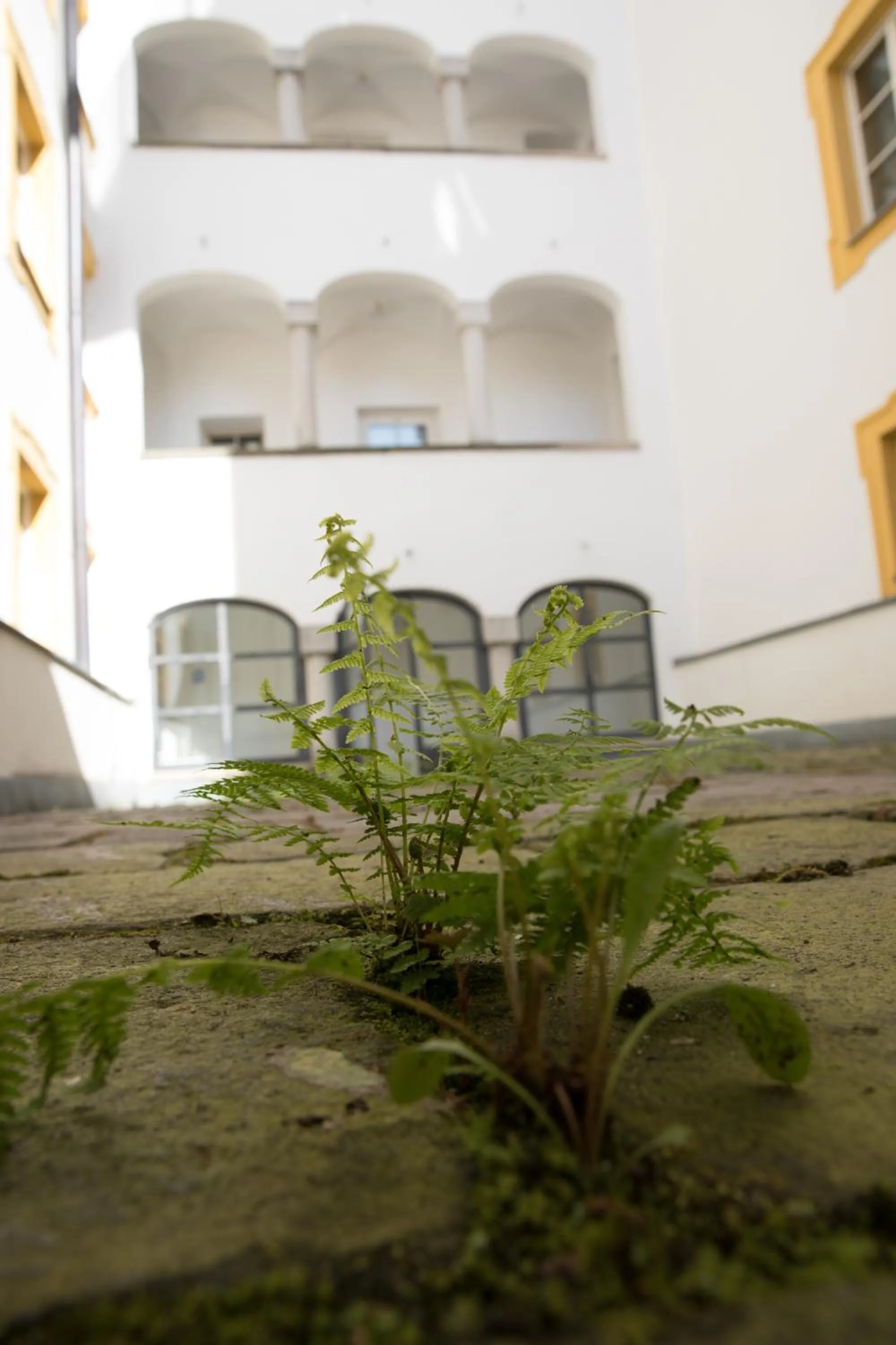 Patio in Hotel Wilder Mann