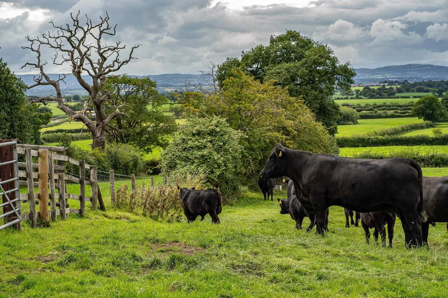 Property building in Higher Farm
